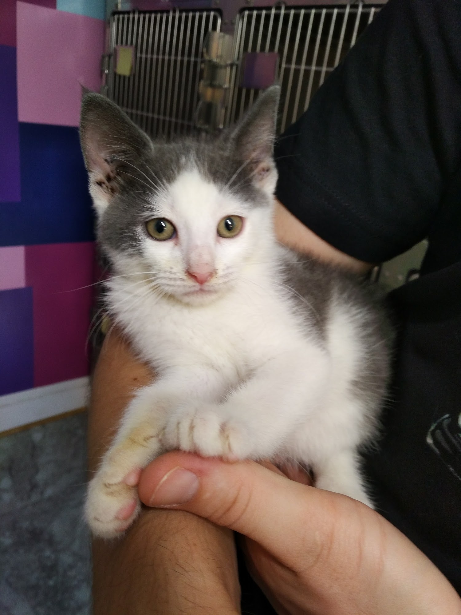 Association For Animal Rights Reisterstown