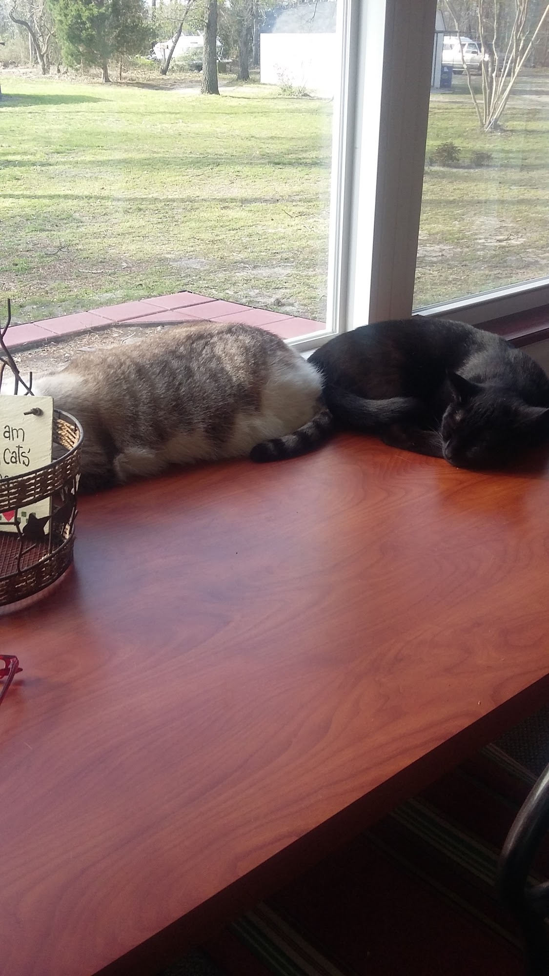 Caroline County Humane Society Ridgely