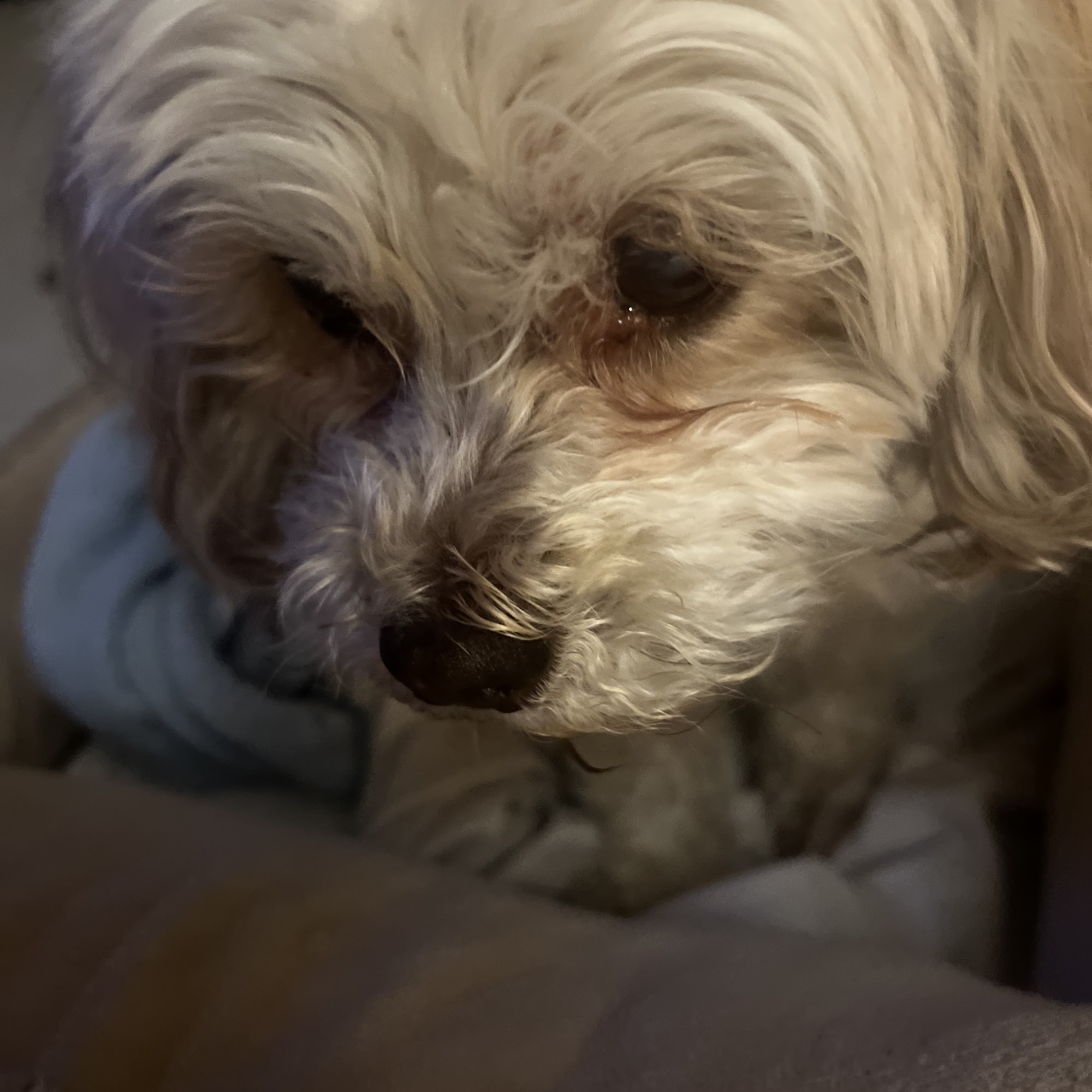 Metropolitan Animal Emergency and Specialty Center, A Thrive Pet Healthcare Partner Rockville