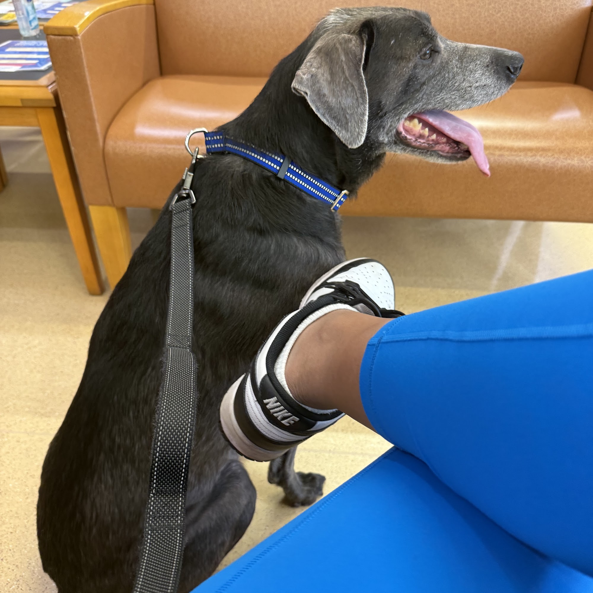 BluePearl Pet Hospital Rockville