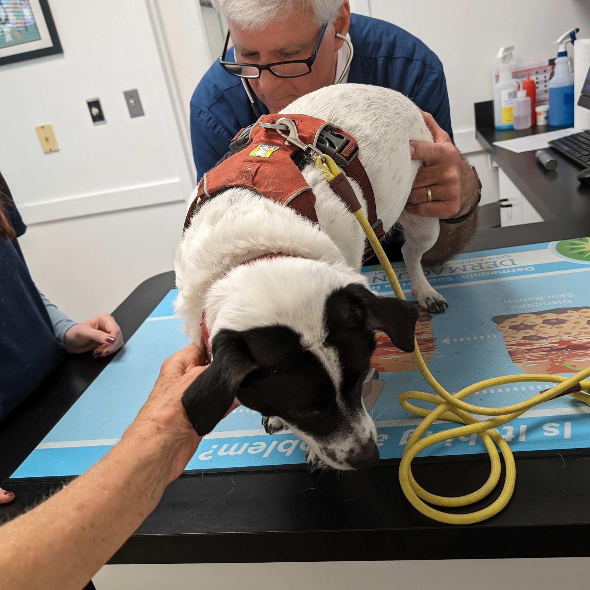 Nebel St. Animal Hospital Rockville