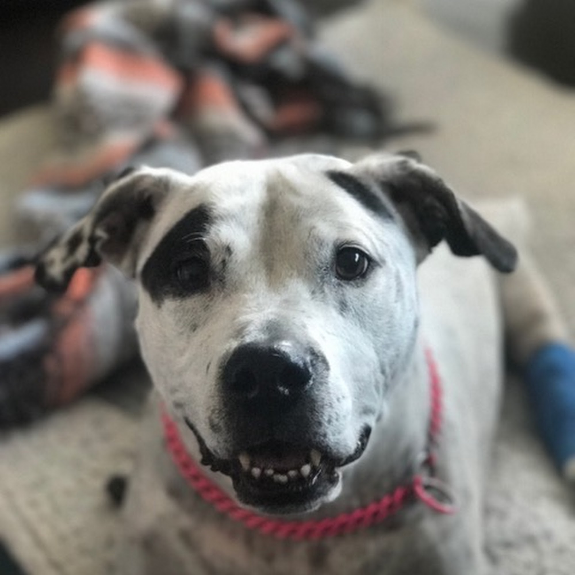 Petvacx Animal Hospital Rockville