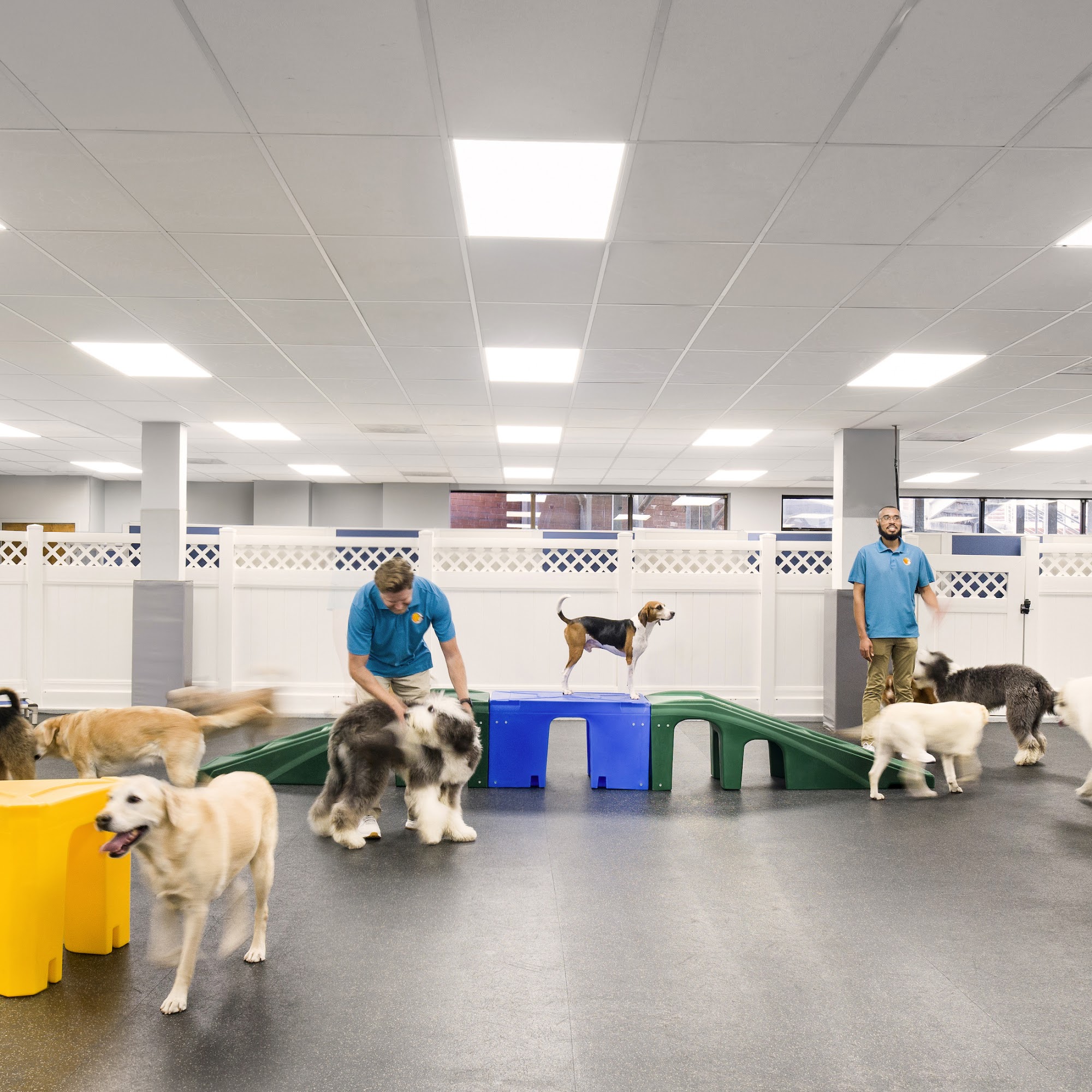 Healthy Hound Playground and Grooming Salon & Spa Rockville