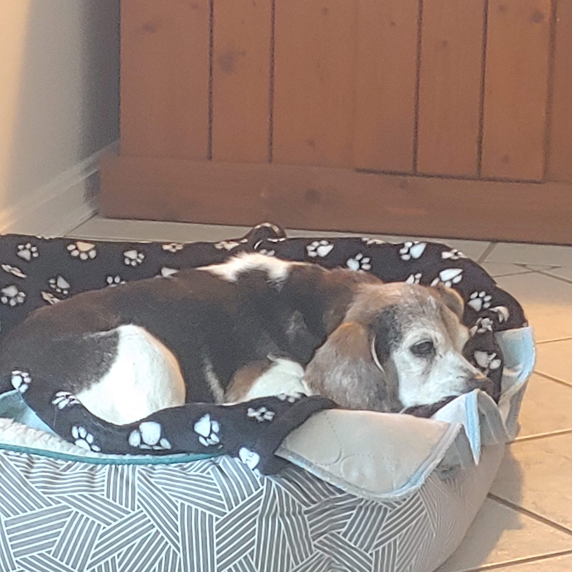 Healing Hands Animal Hospital Salisbury