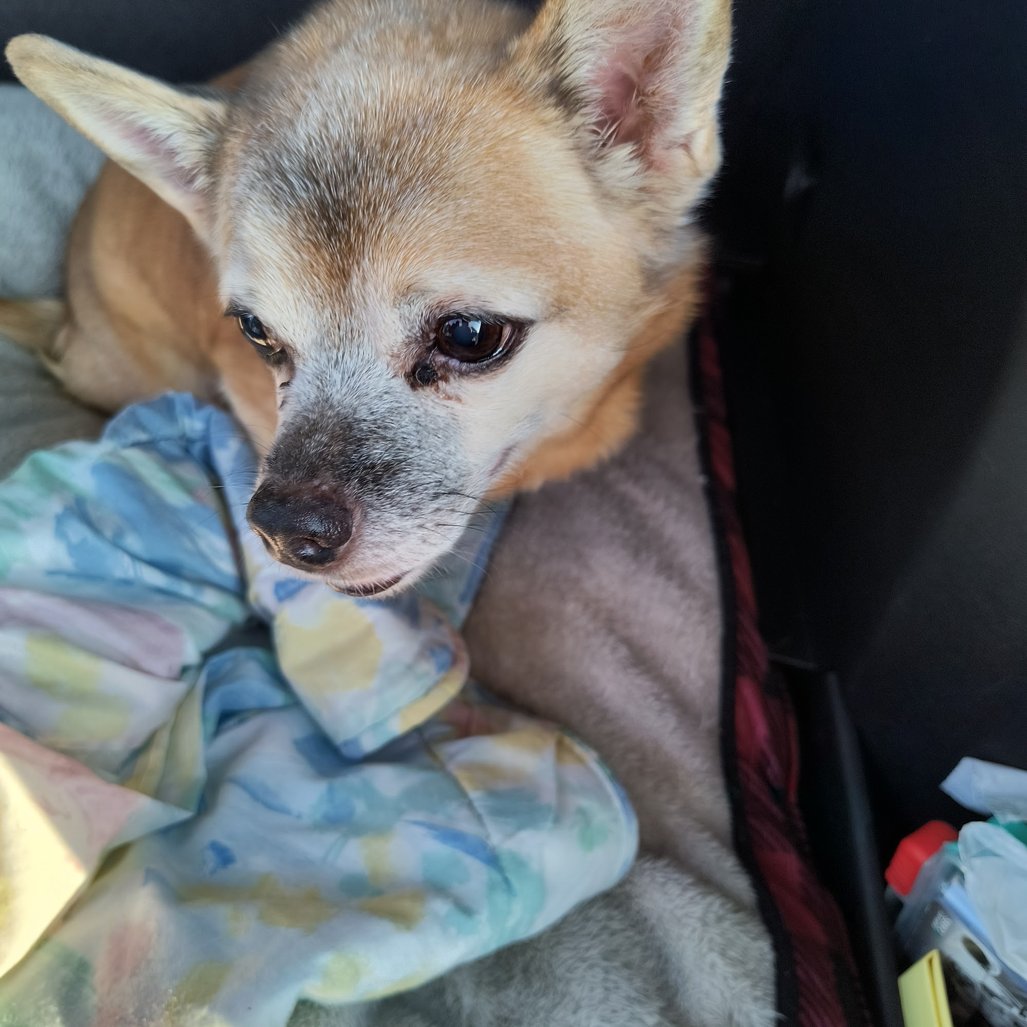 Pets ER Veterinary Office Salisbury