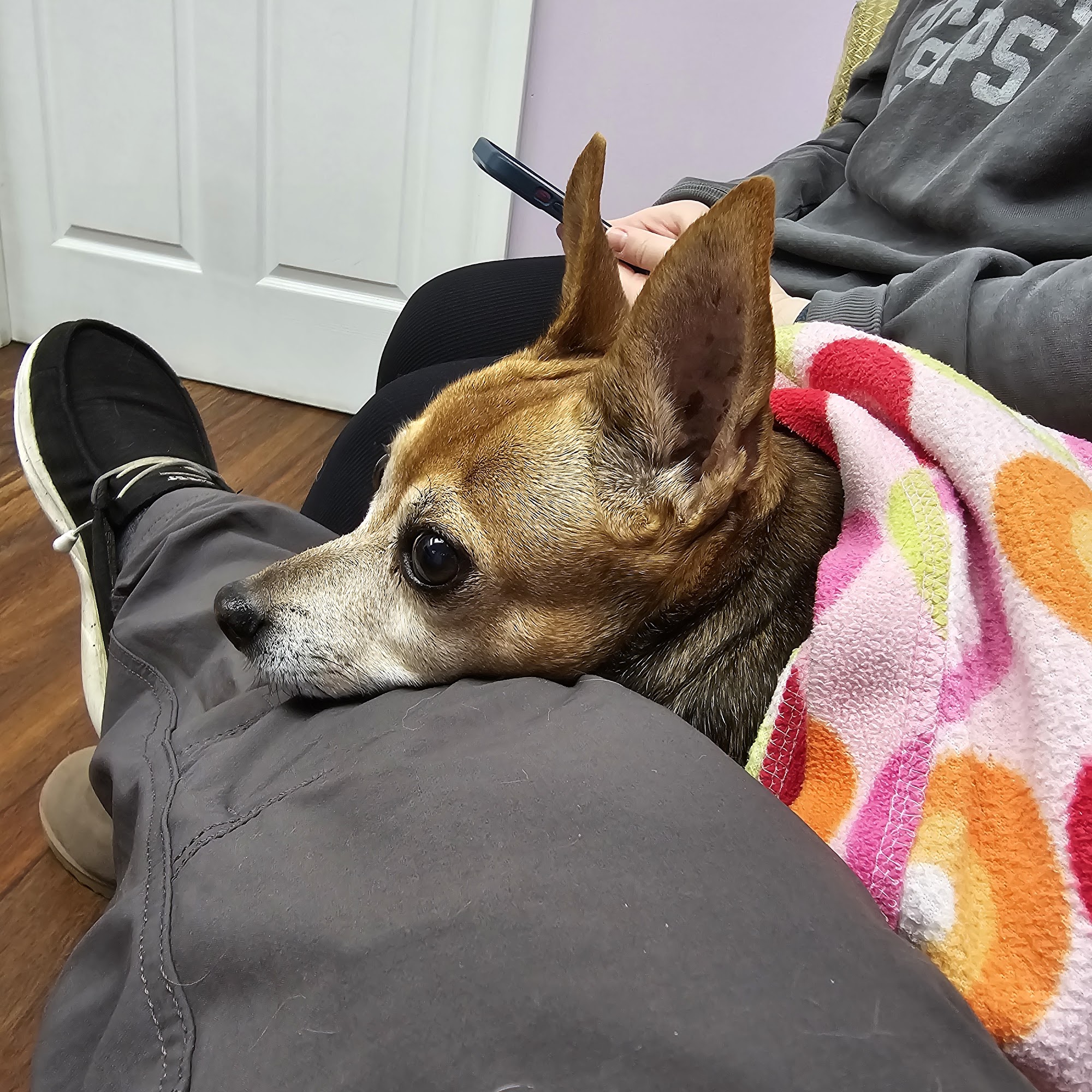 Pets On The Shore Veterinary Hospital Salisbury