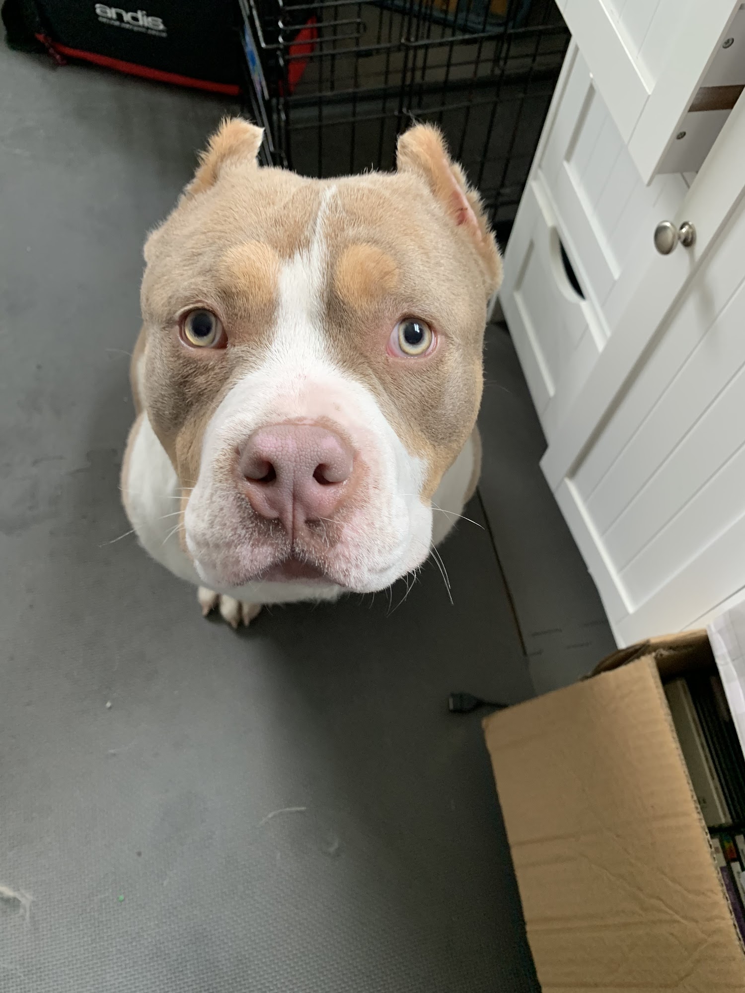 Pawsitive Grooming Severn