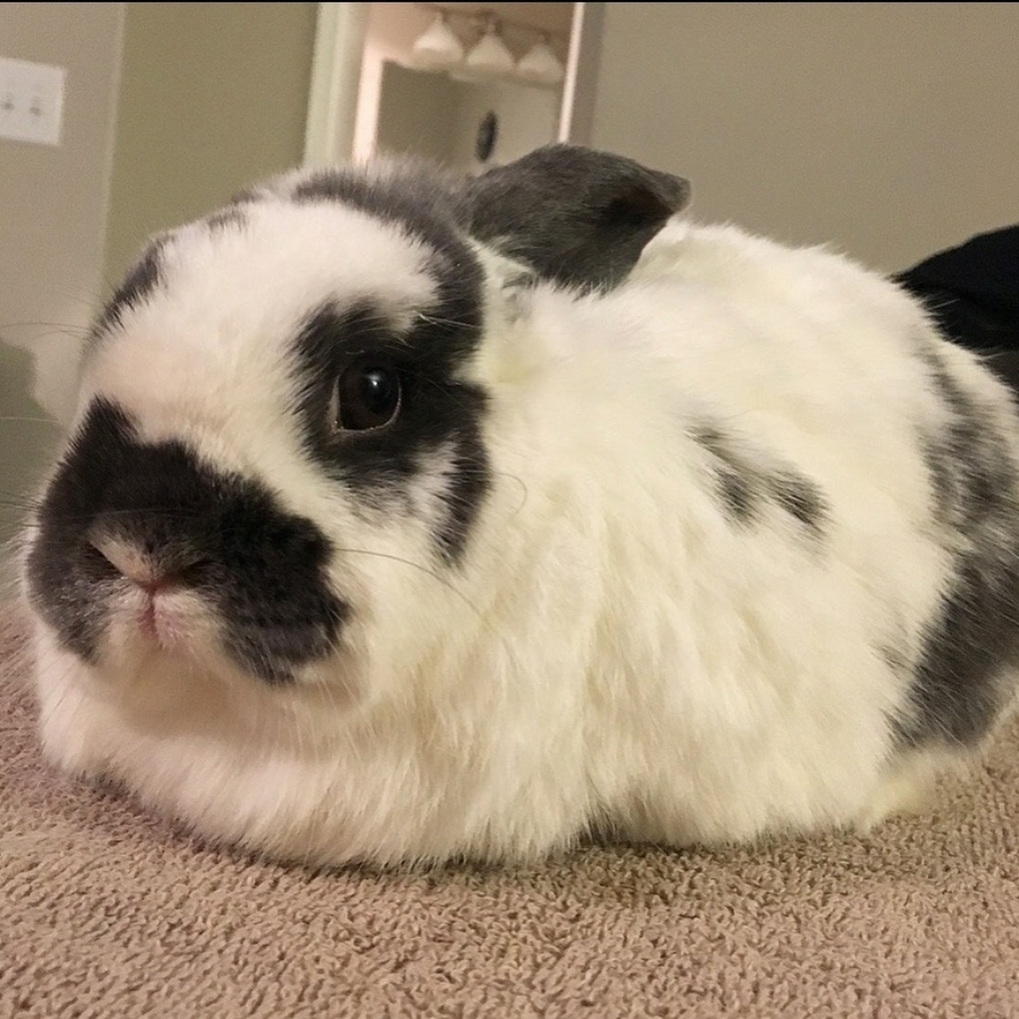 Bayside Animal Medical Center Severna Park