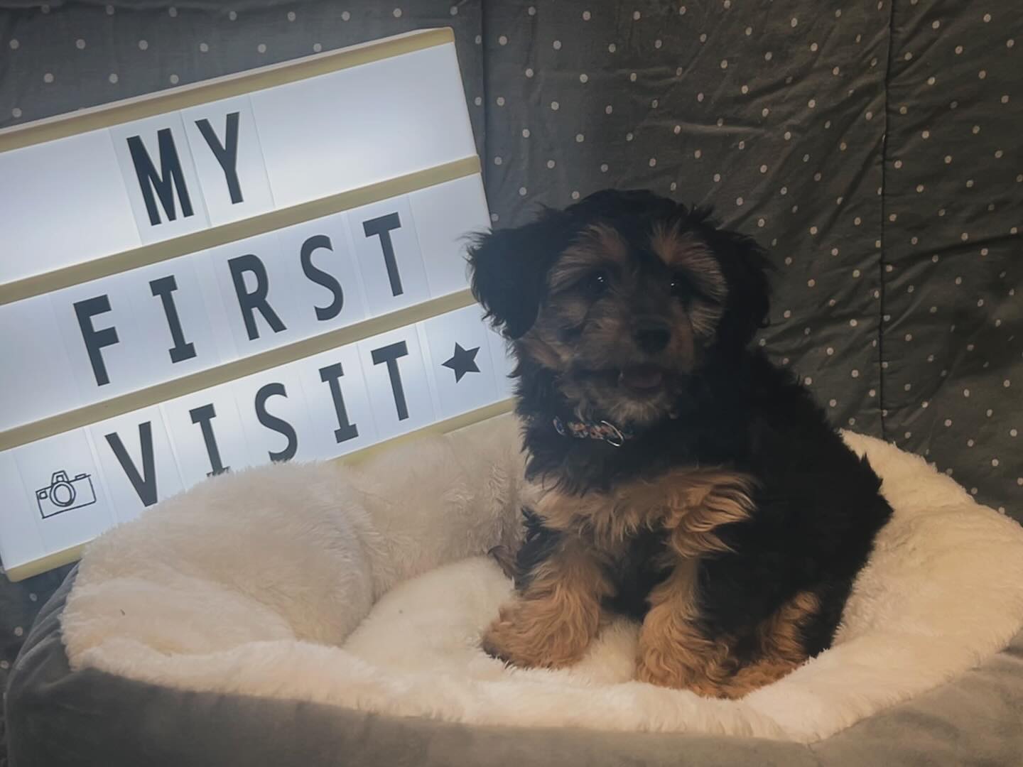 Severn River Animal Hospital Severna Park