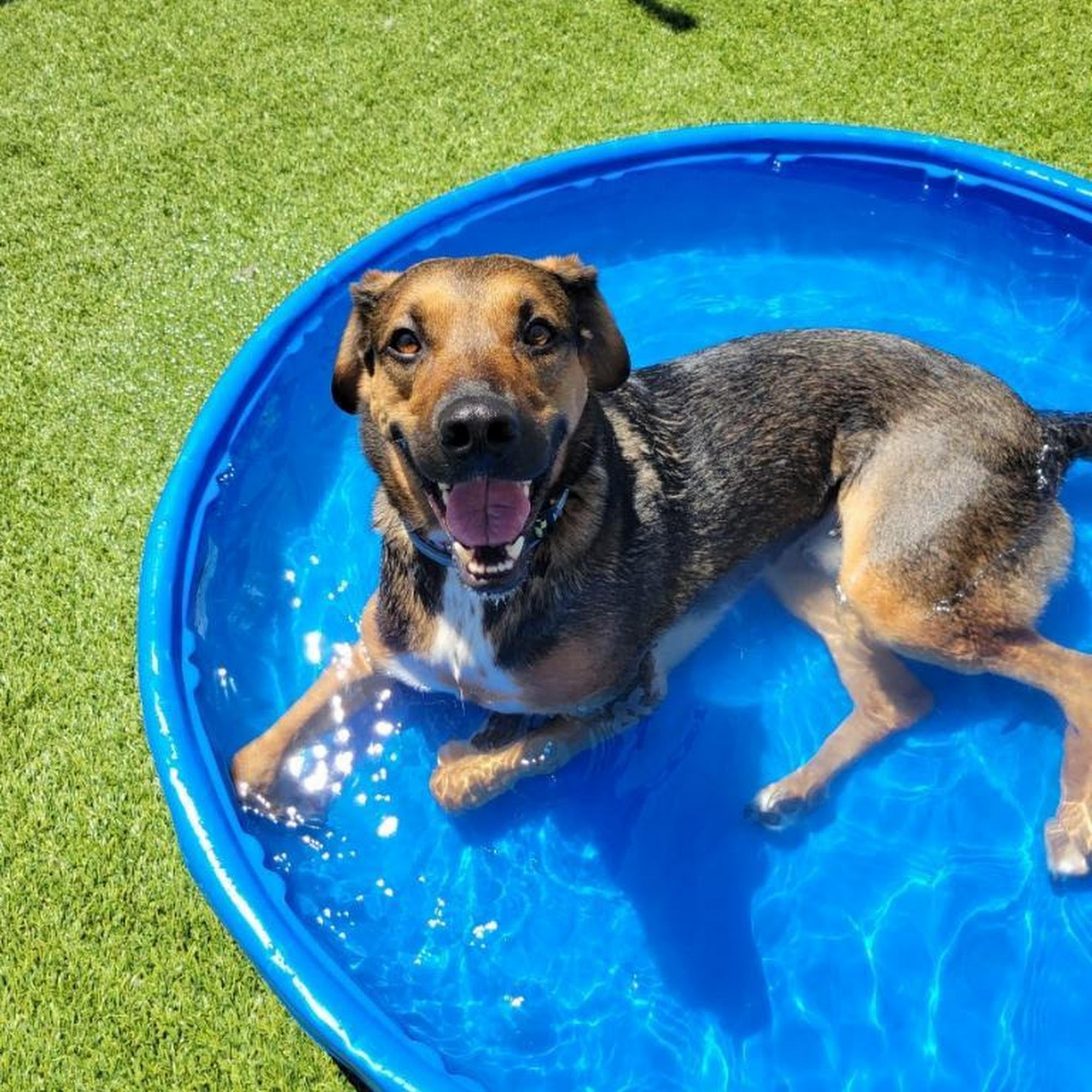 The Pup Camp Severna Park