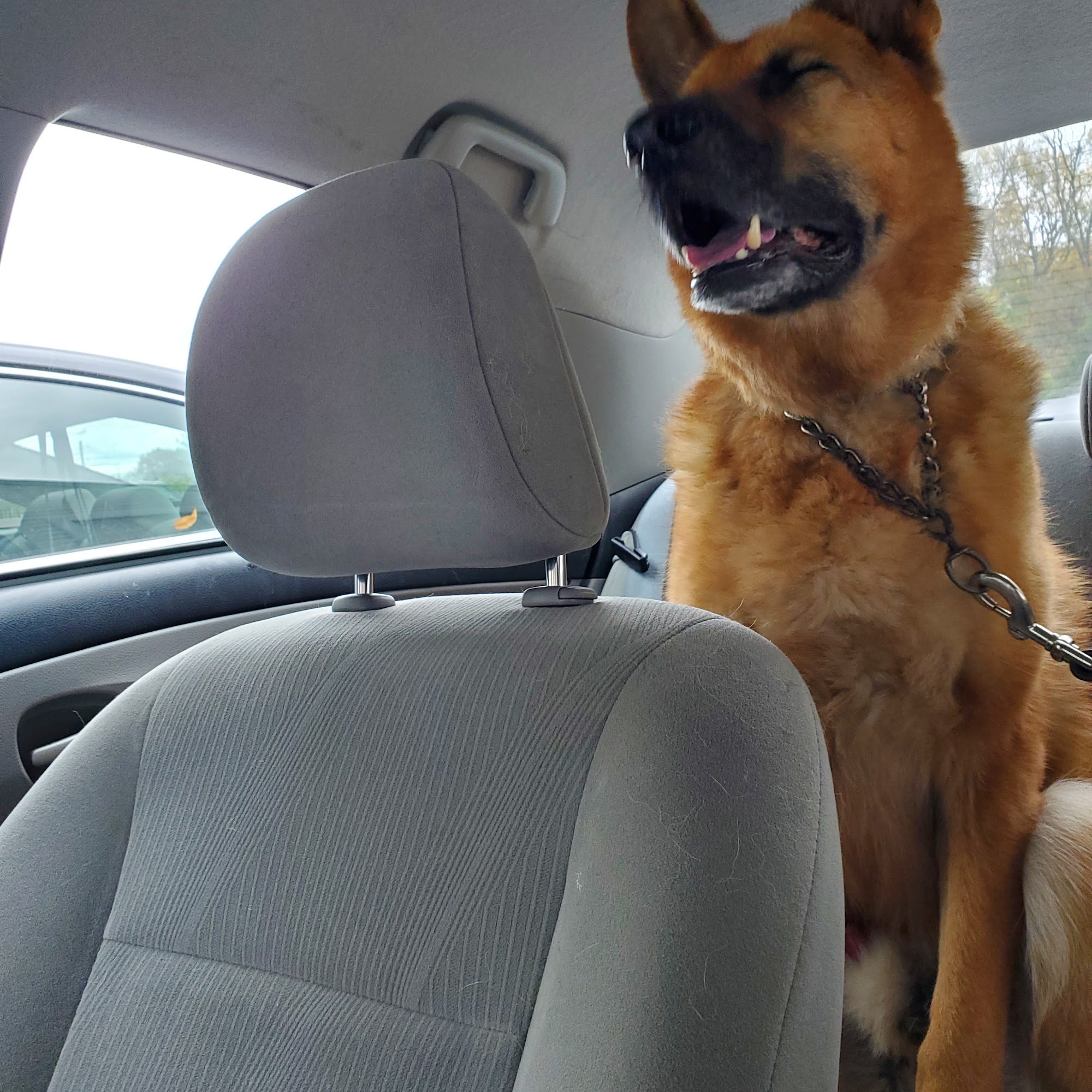 Norbeck Animal Clinic Silver Spring