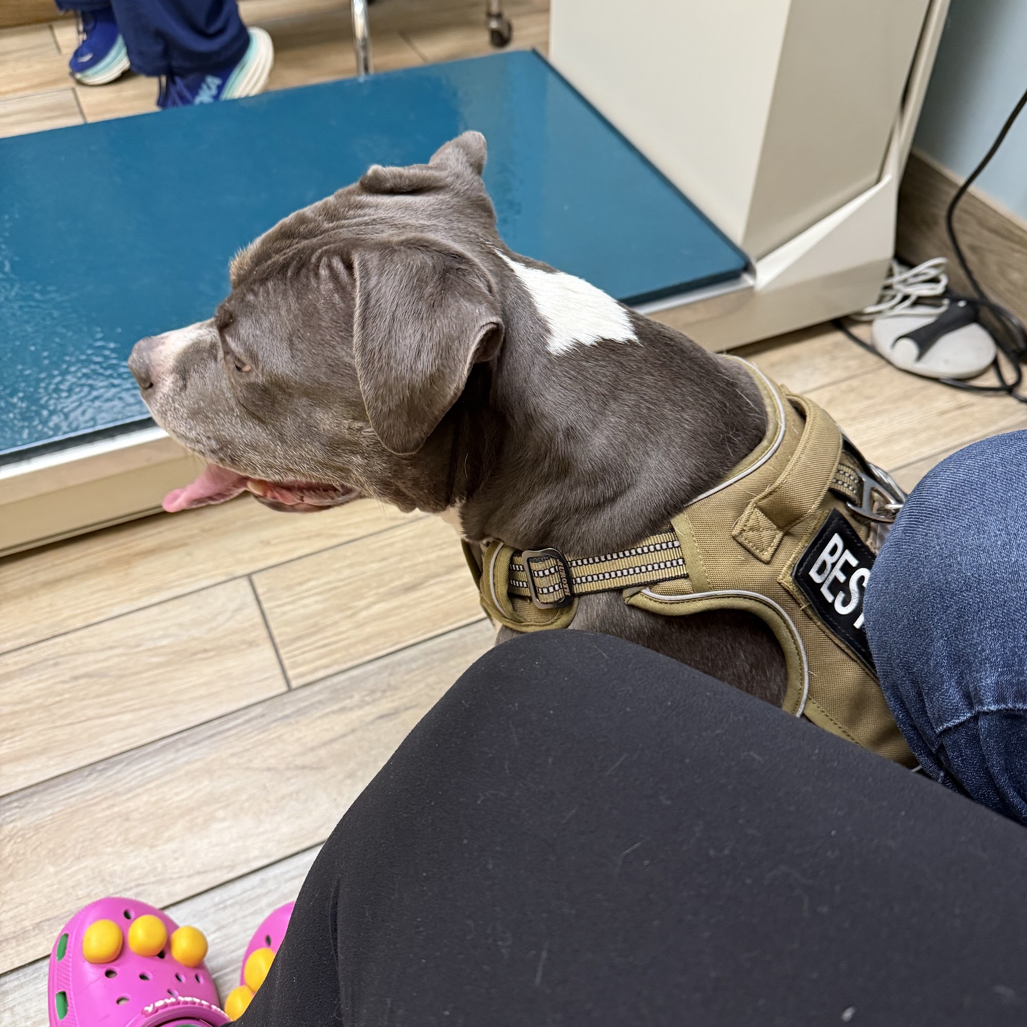 Fairland Animal Hospital Silver Spring