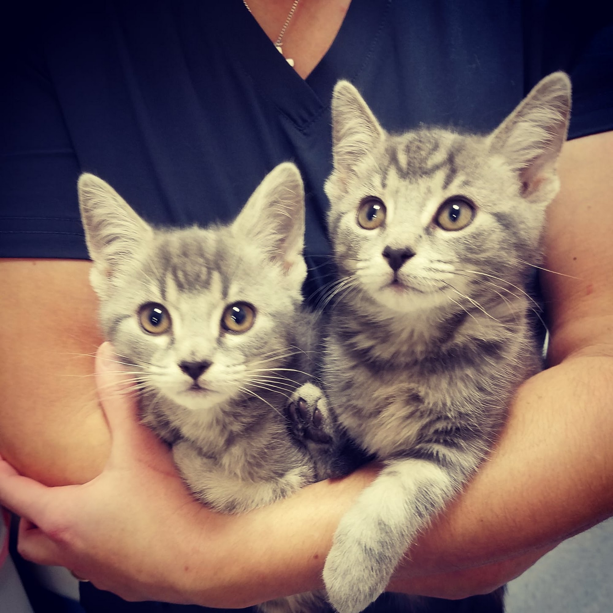 Animal Place Veterinary Hospital Silver Spring