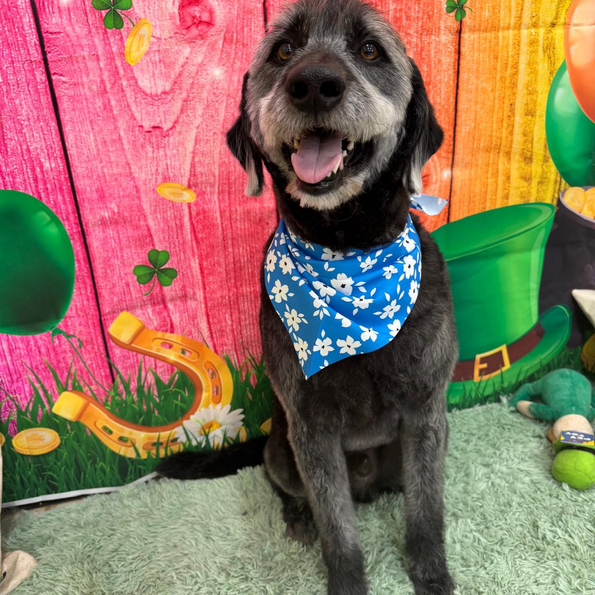 The Dog Stay Silver Spring