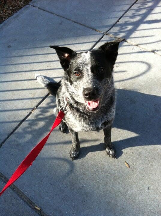 The Dog Stay Silver Spring