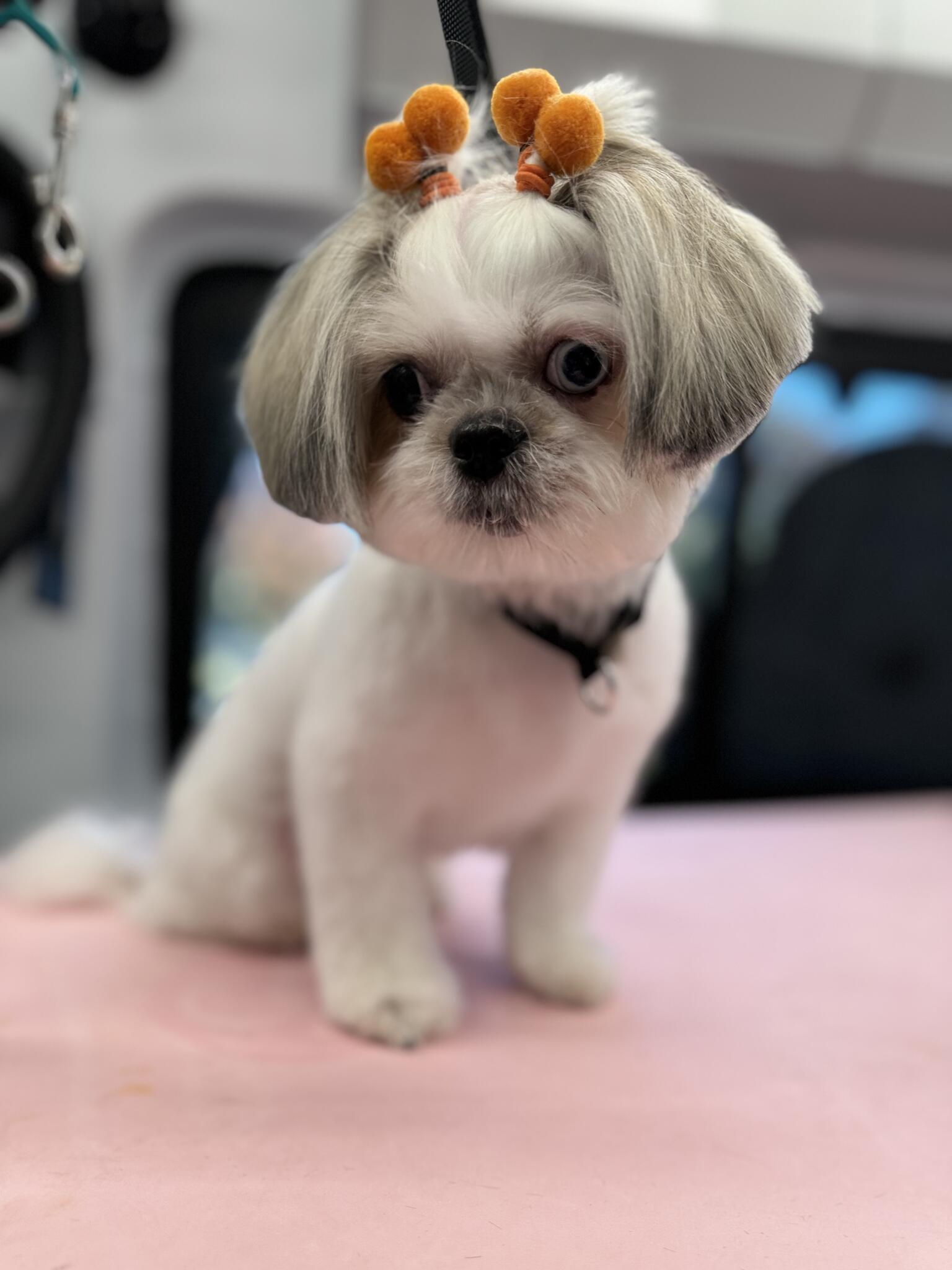 Dawgs & Paws Silver Spring