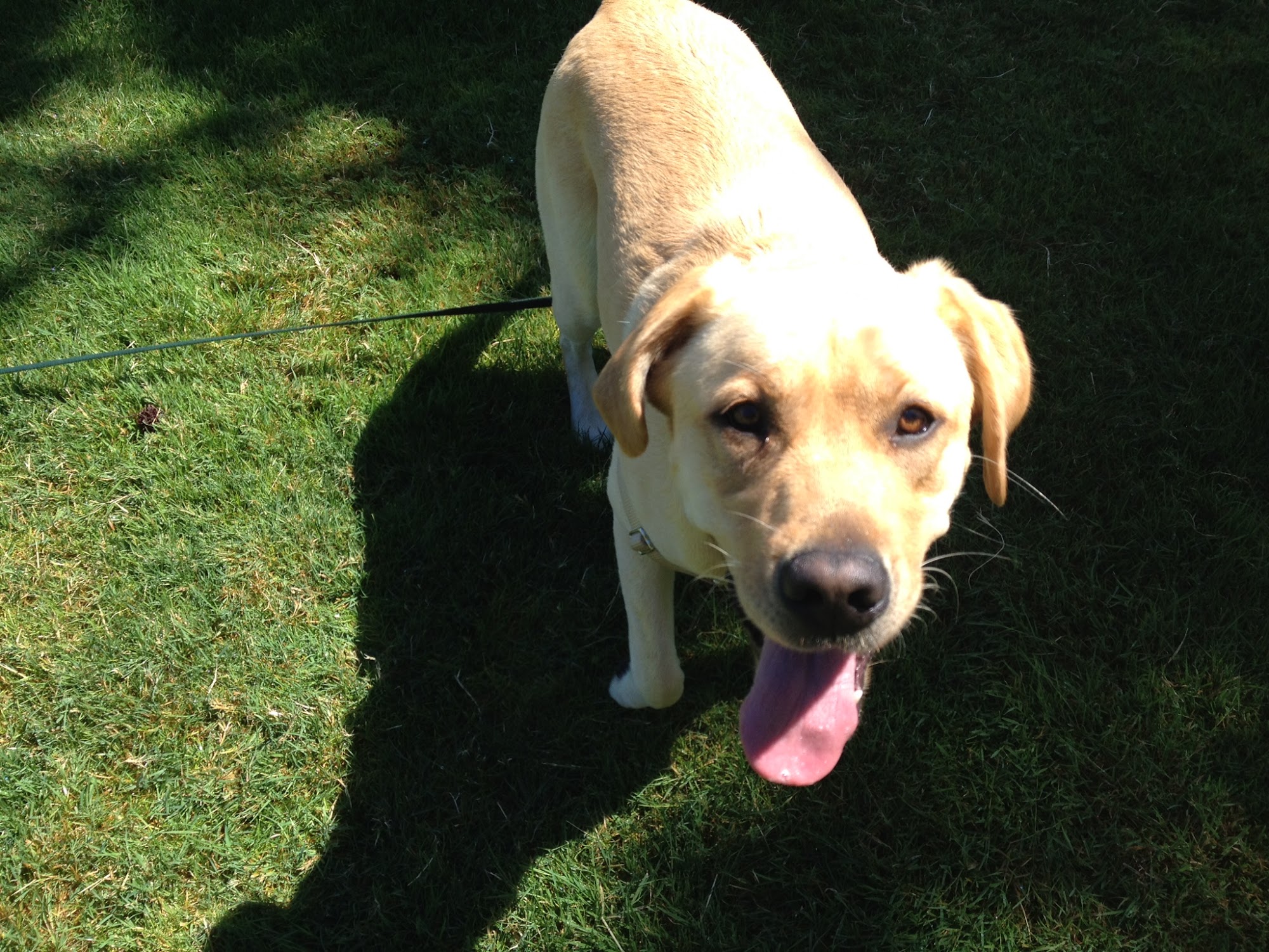 Dances with Dogs Silver Spring