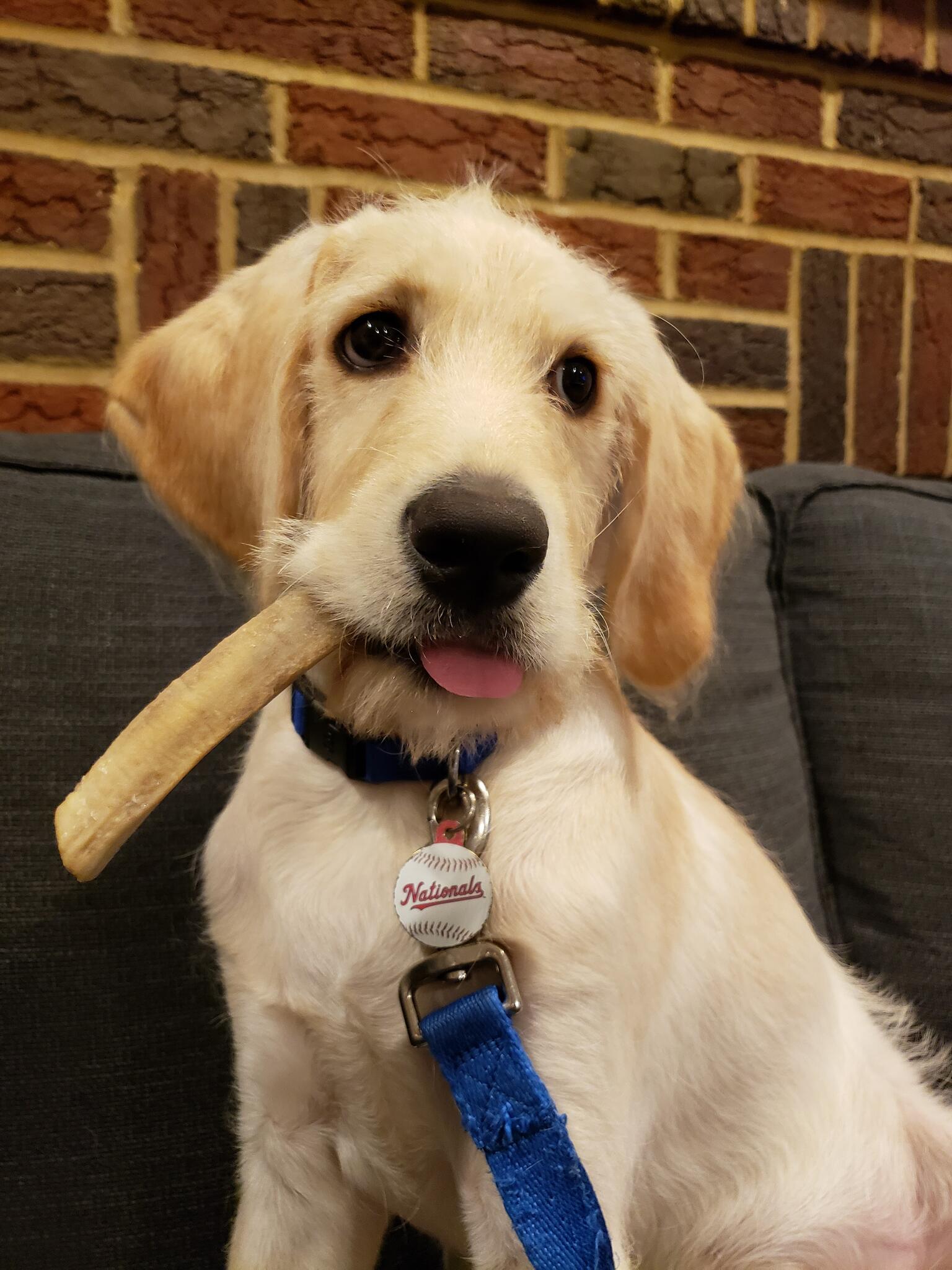 Fetch! Pet Care Silver Spring