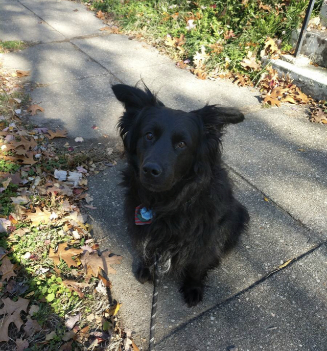 Fetch! Pet Care Silver Spring