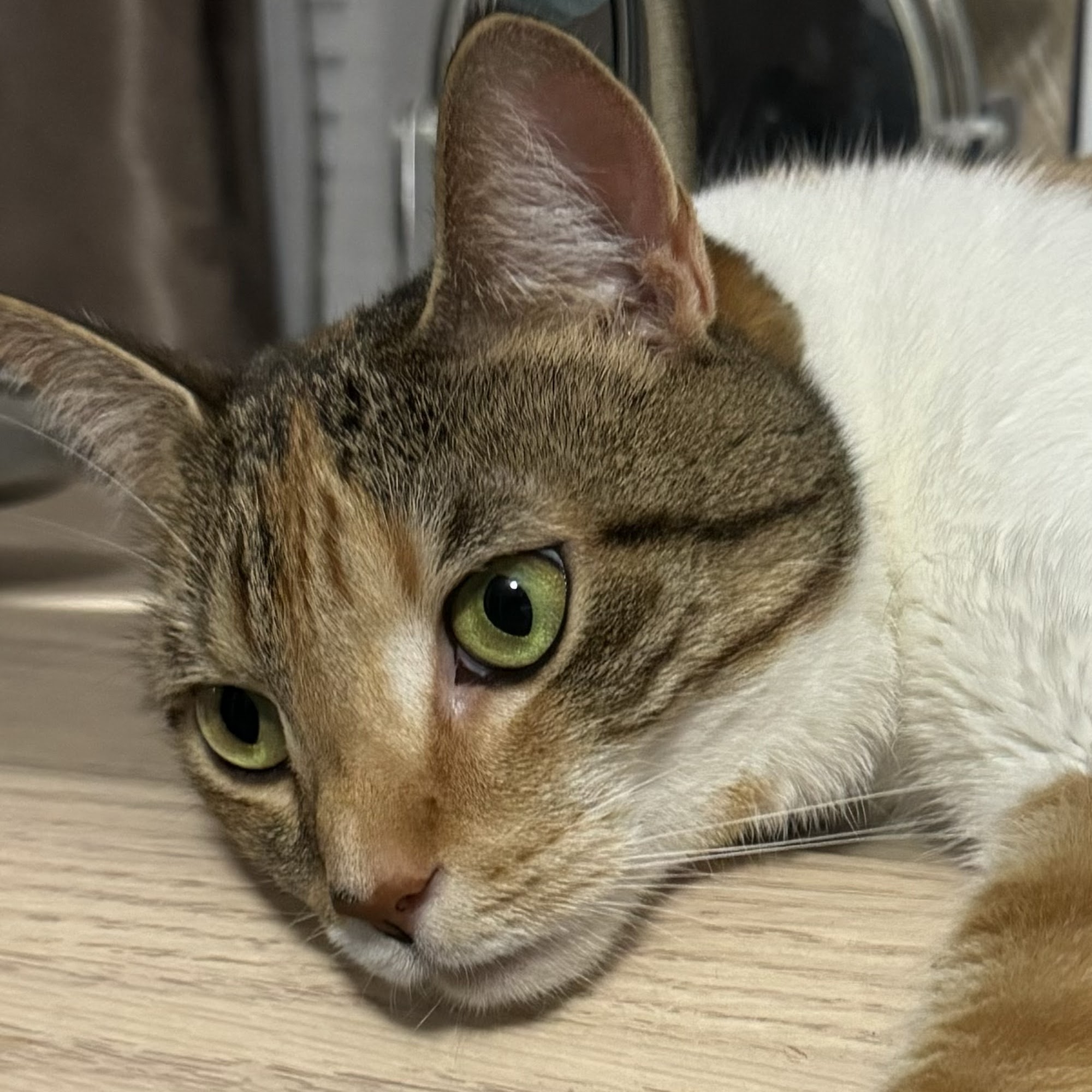 PetsFirst TLC Veterinary Center Silver Spring