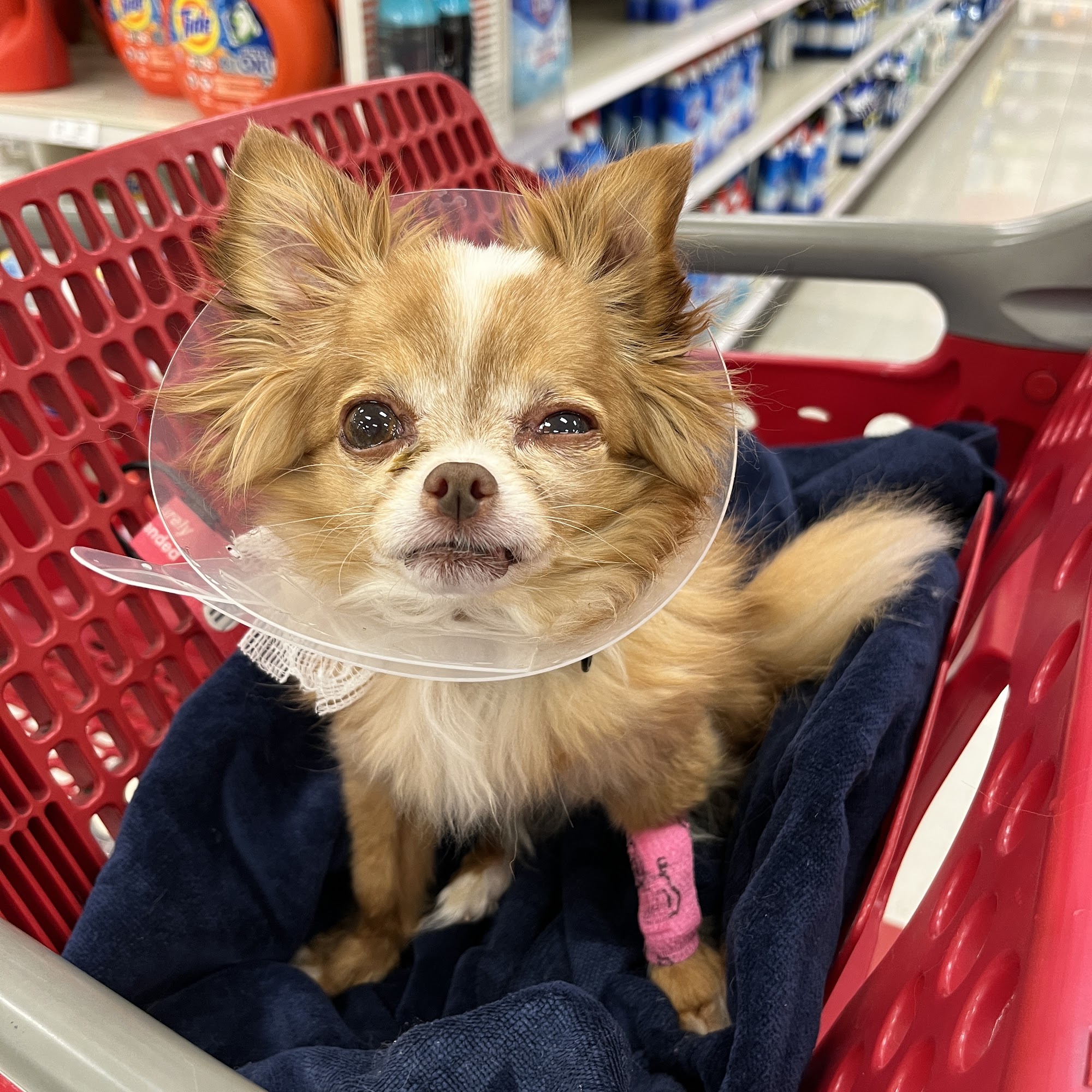 Sykesville Veterinary Clinic Sykesville