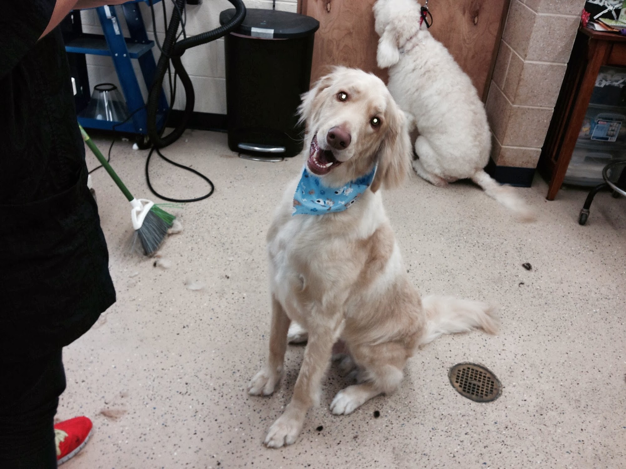 Posh Paws Grooming Sykesville