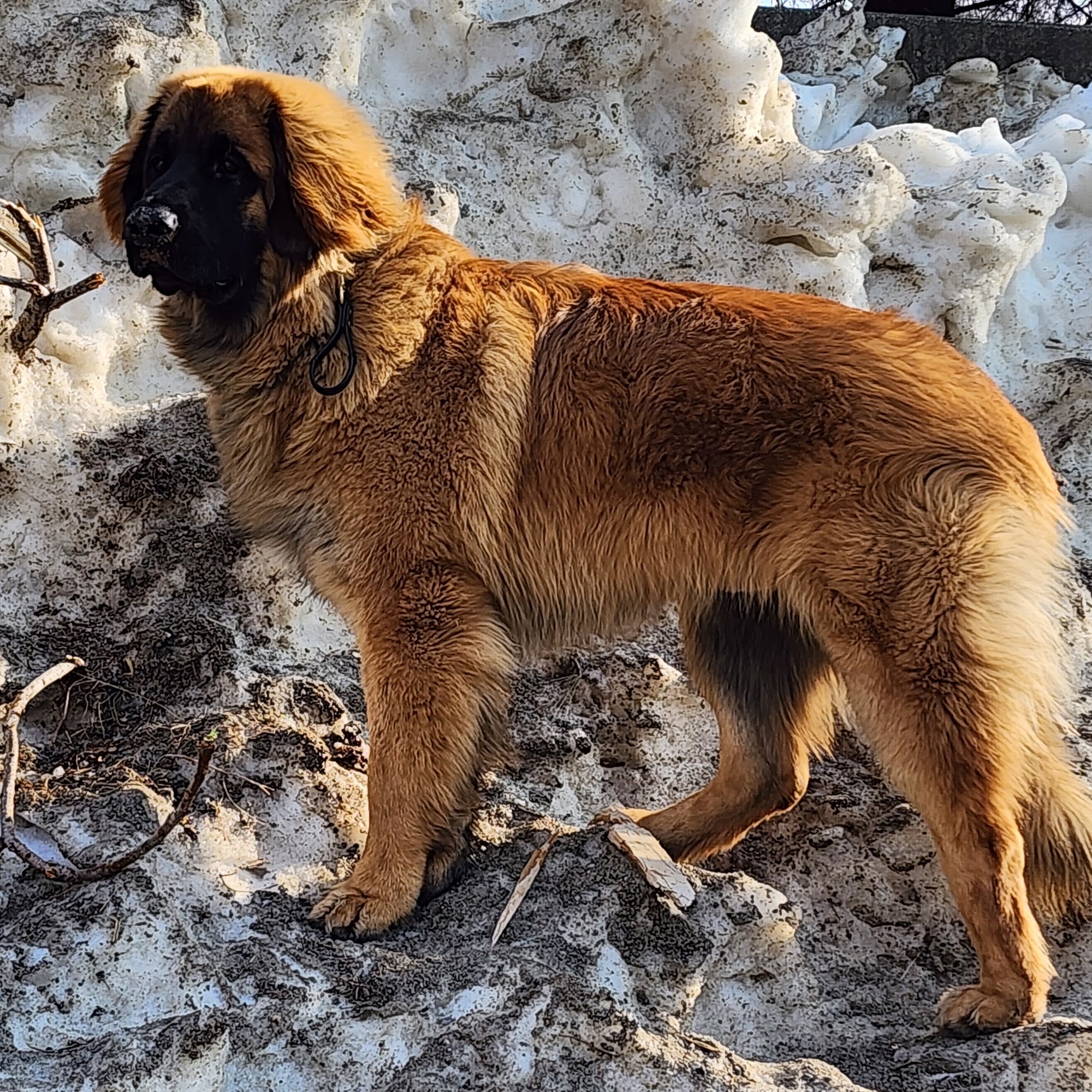 Antrim Veterinary Hospital, LLC Taneytown