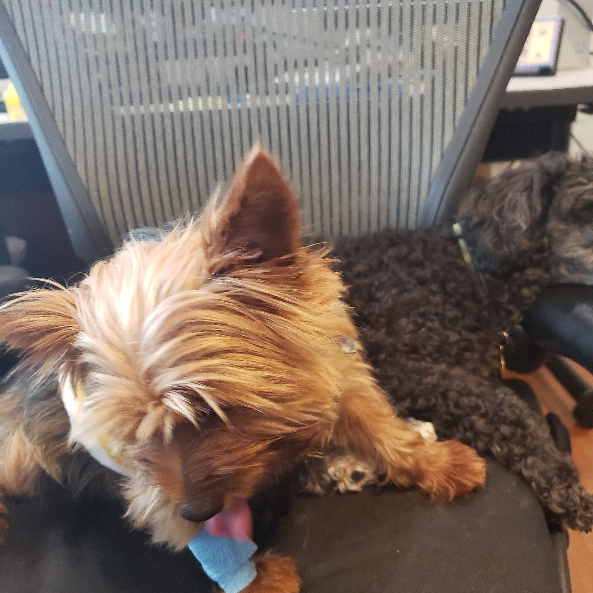 Al-Lynn Animal Hospital - Balram P Aryal DVM Temple Hills