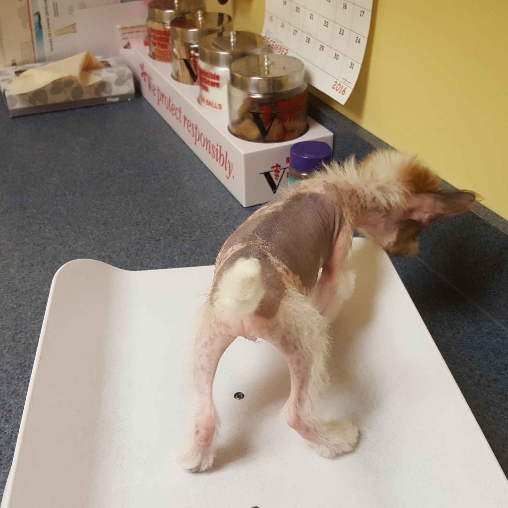 Catoctin Veterinary Clinic Thurmont