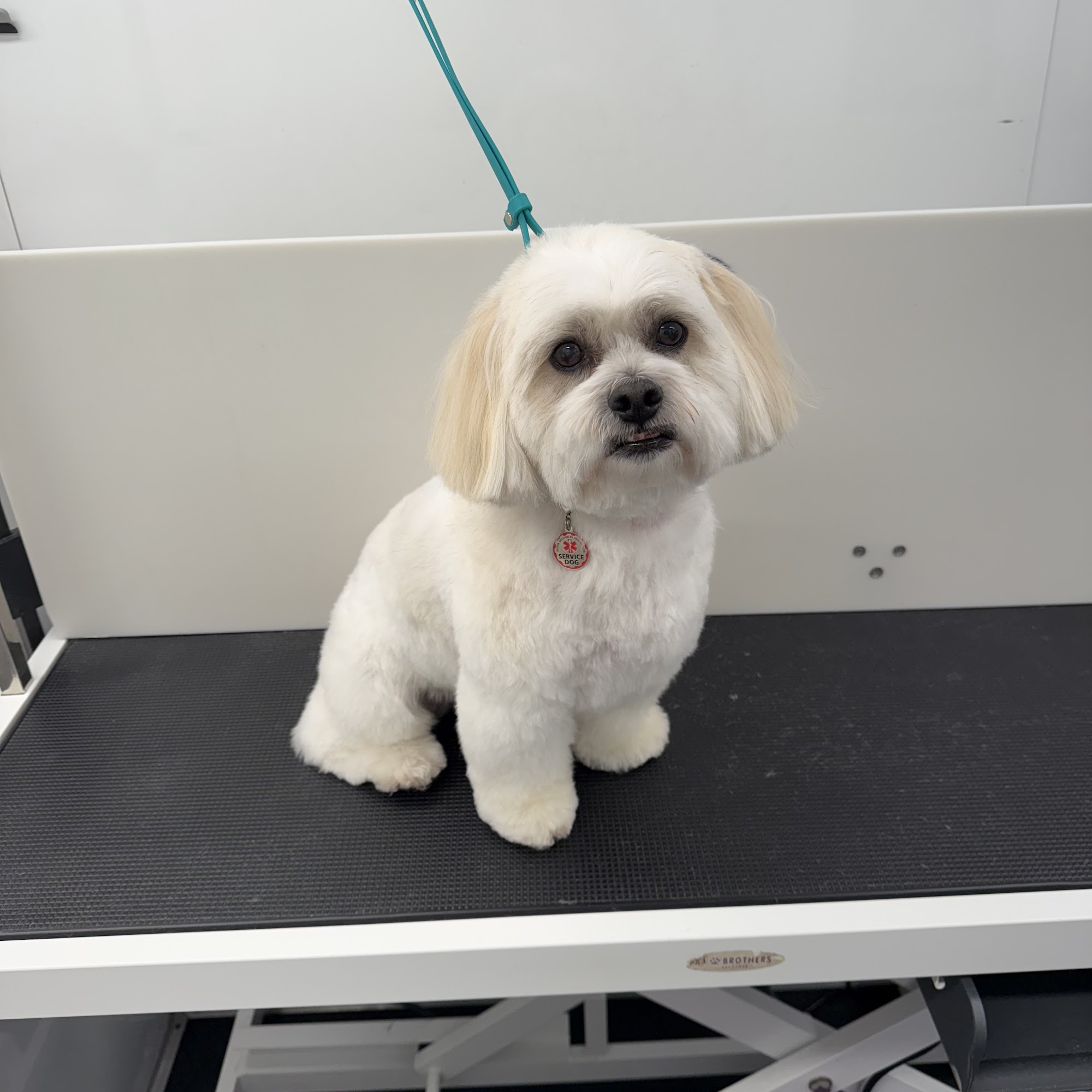 UNIQUE PET GROOMING Thurmont