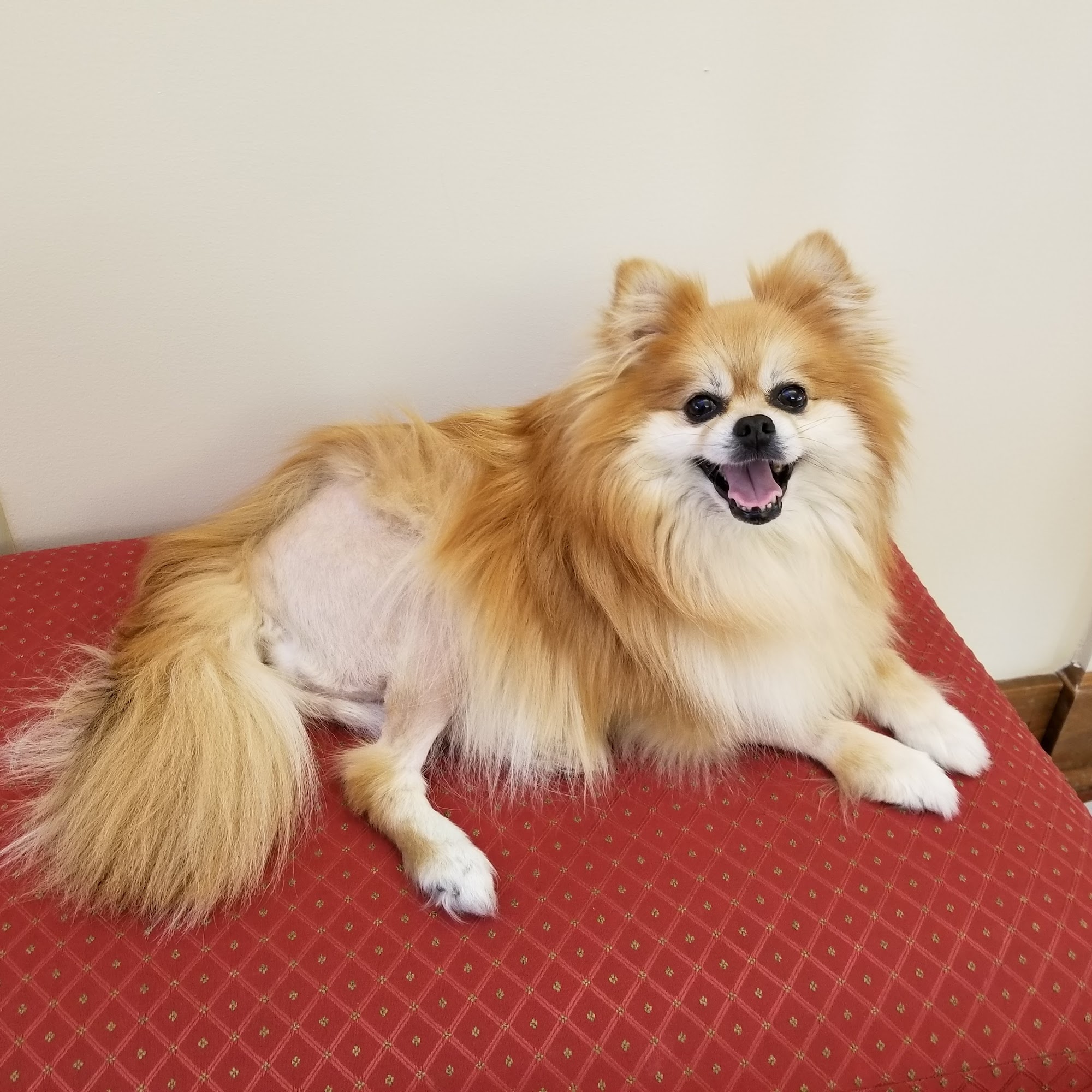 Lutherville Animal Hospital Timonium