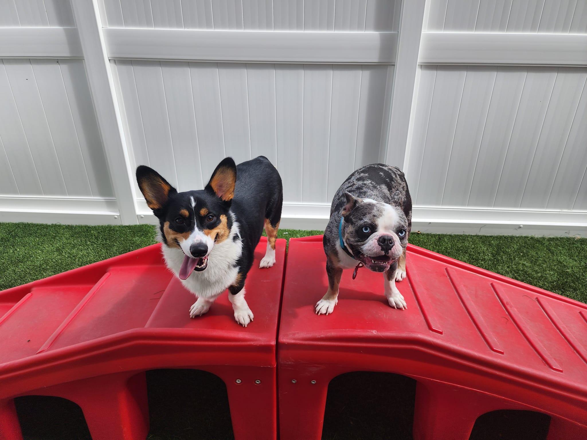 Camp Bow Wow Timonium