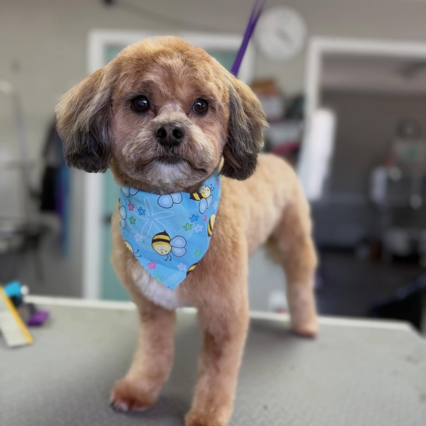 Shaggy Chic Pet Grooming Timonium