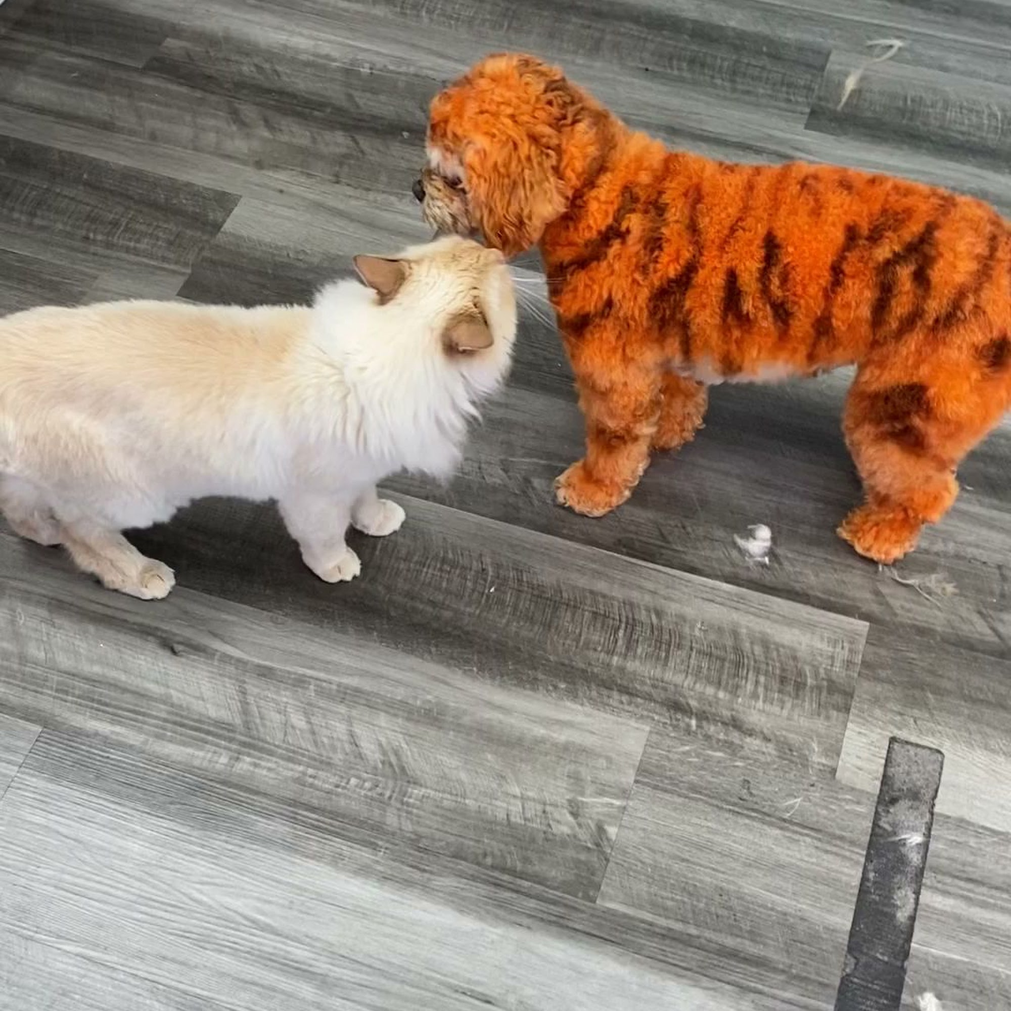 Shaggy Chic Pet Grooming Timonium