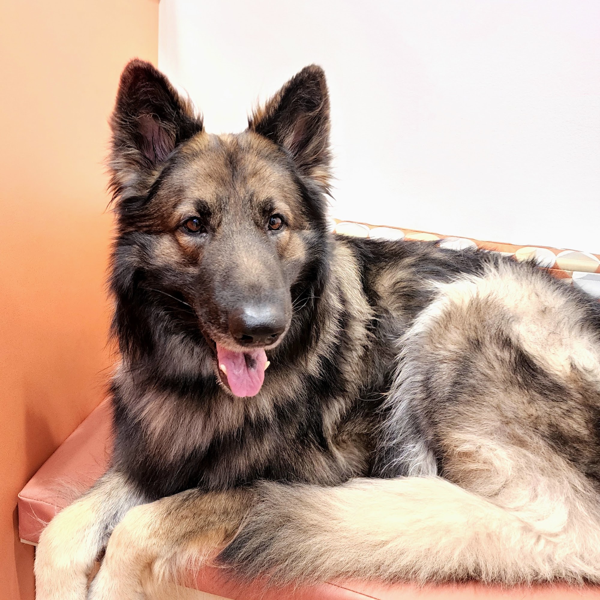 Animal Dental Center Towson