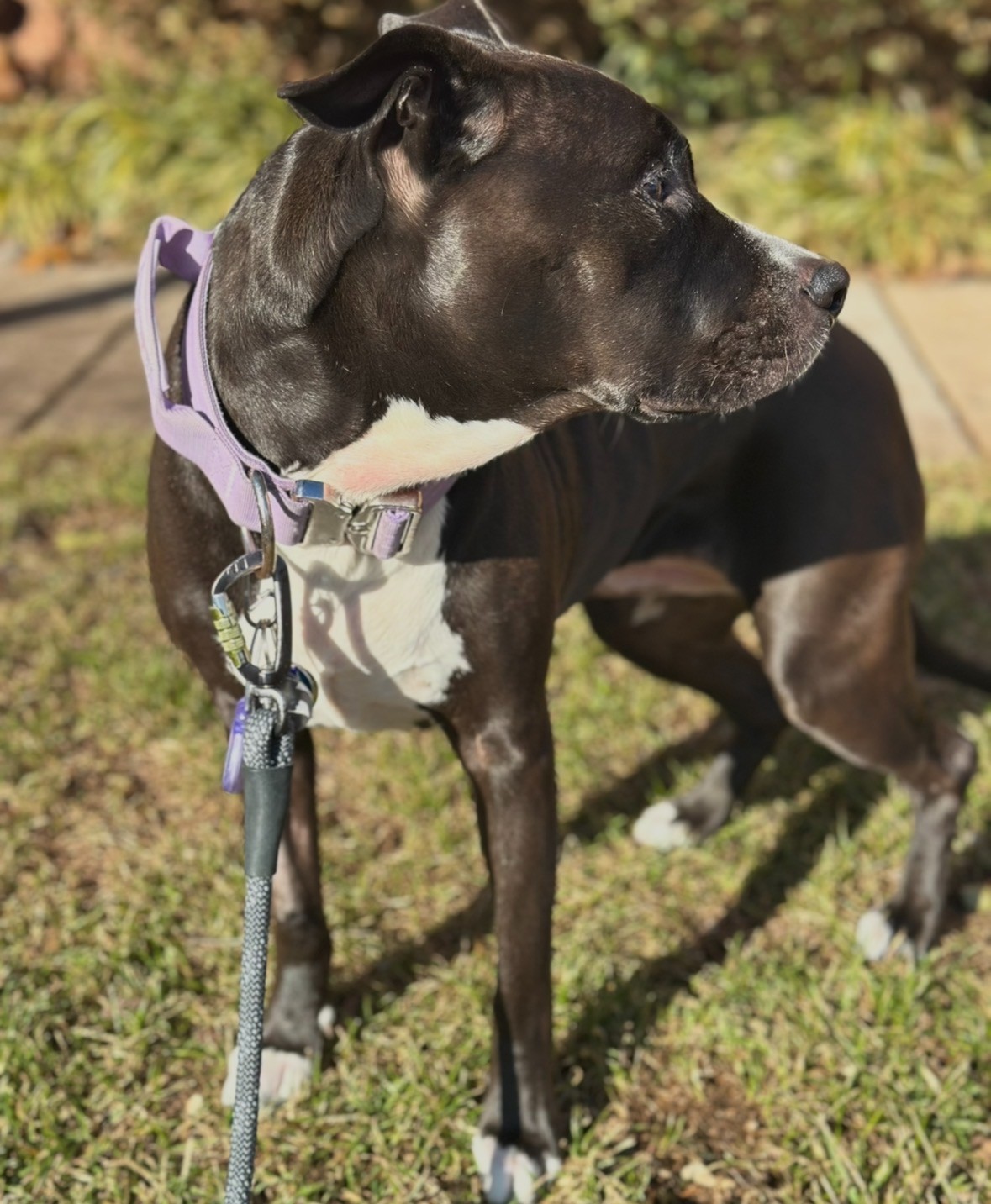 Atlantic Veterinary Internal Medicine & Oncology Towson