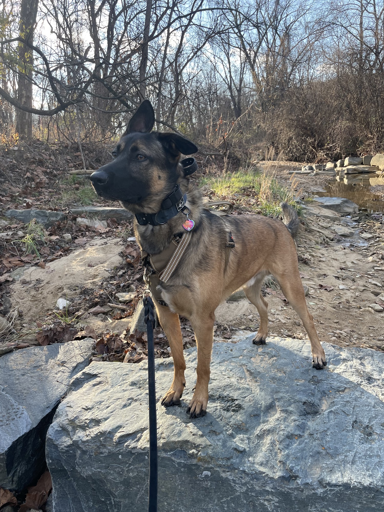 Beltway Animal Hospital Towson