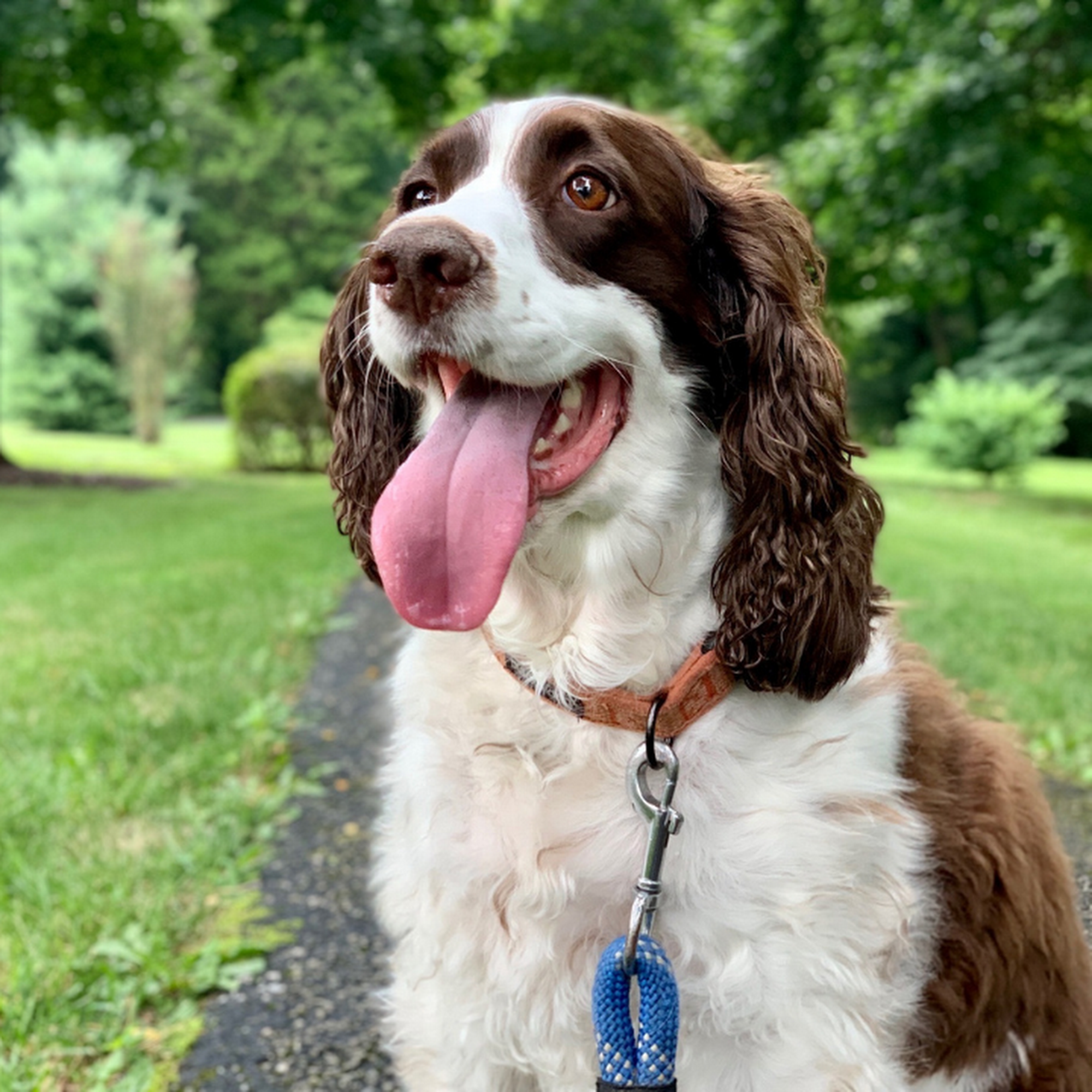 Baltimore Dog LLC Towson