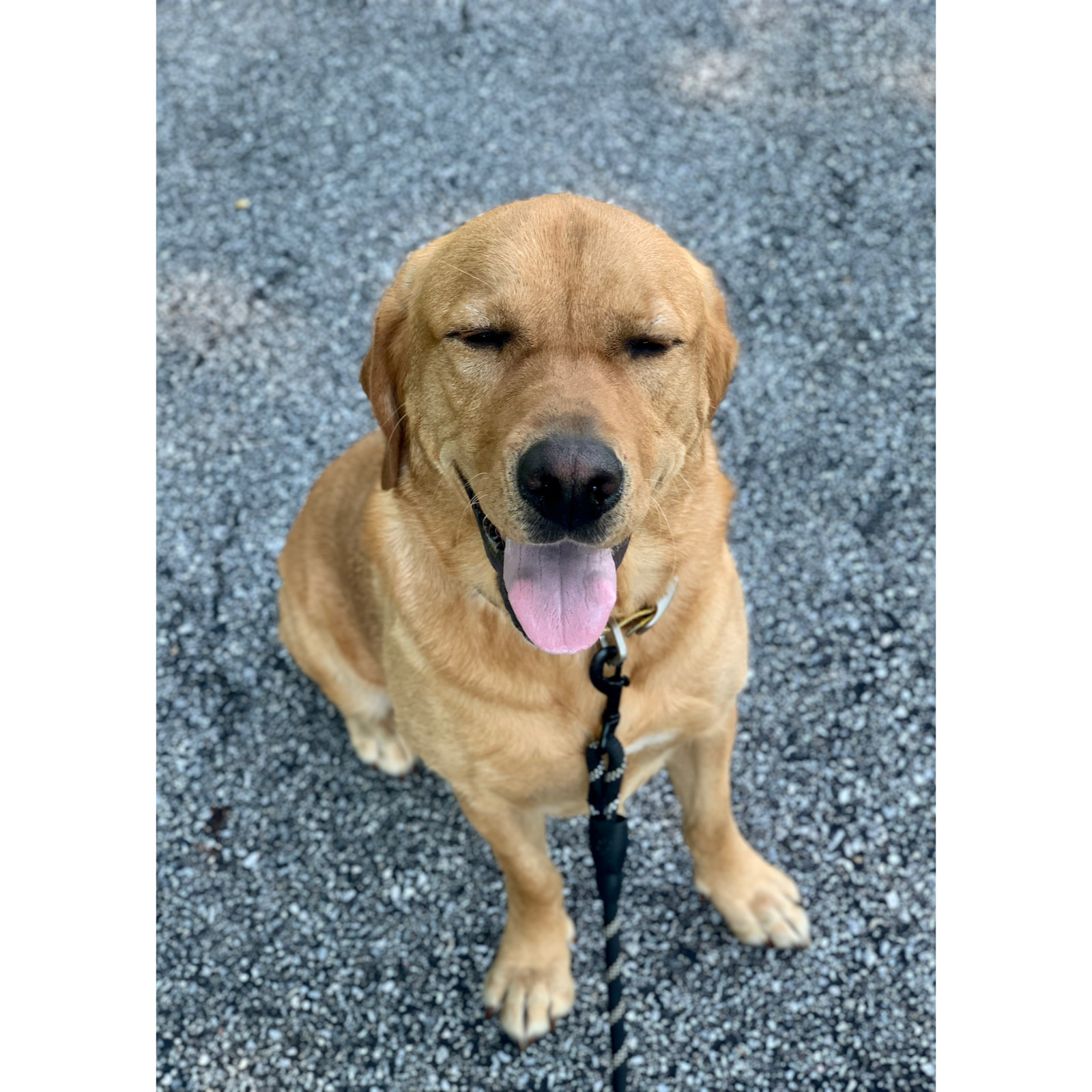 Baltimore Dog LLC Towson