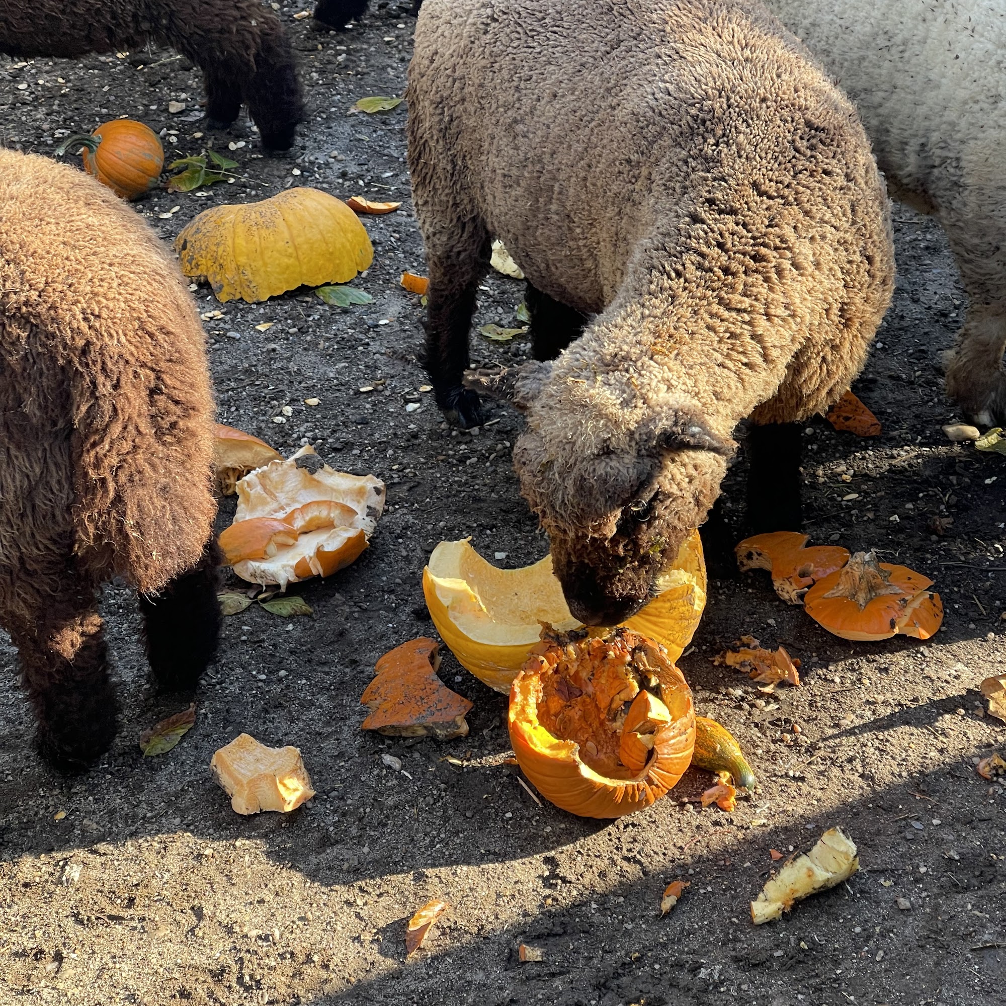 Link Veterinary Associates LLC Union Bridge