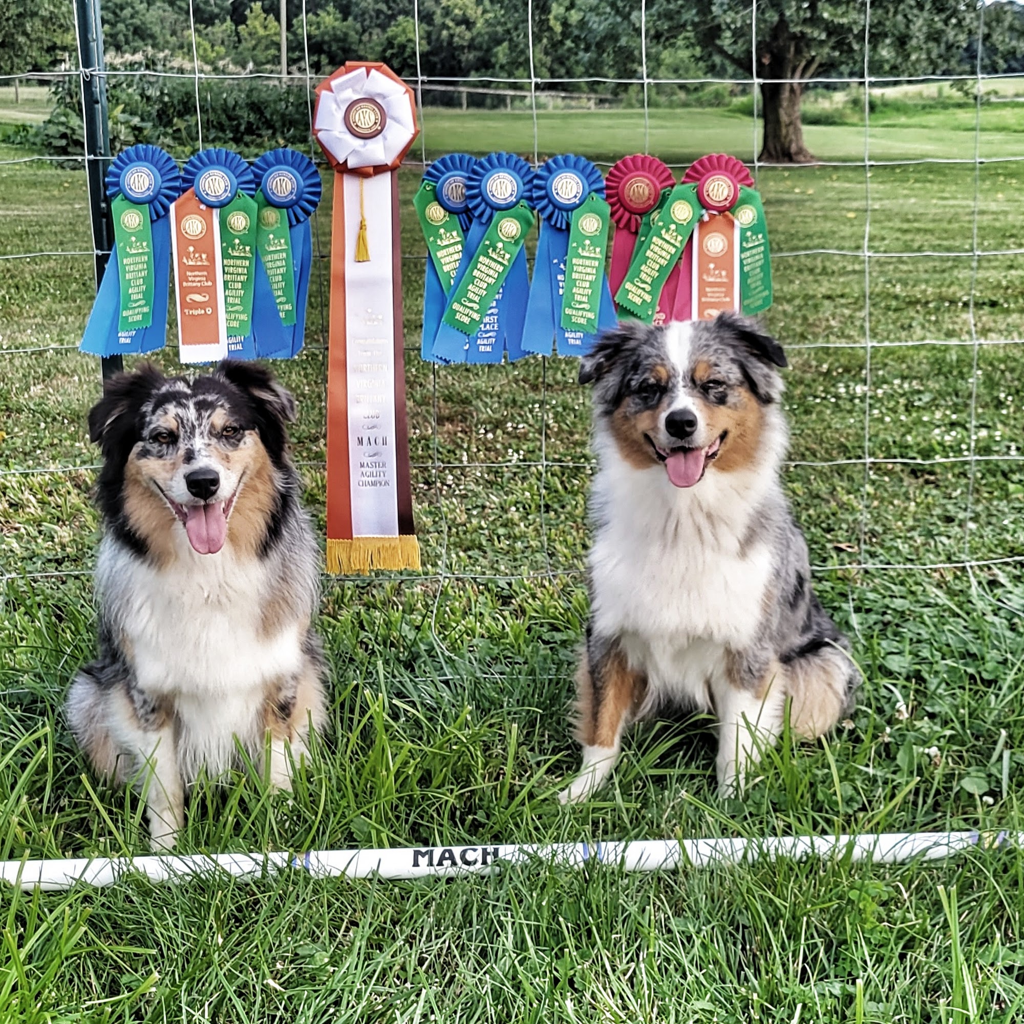 M Squared Dog Training, LLC Union Bridge