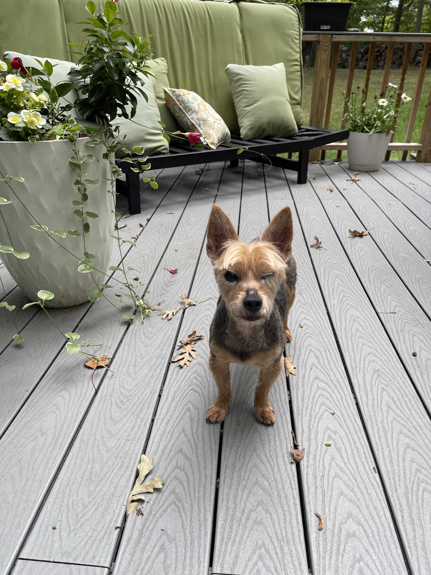 All Paws Veterinary Center Upper Marlboro