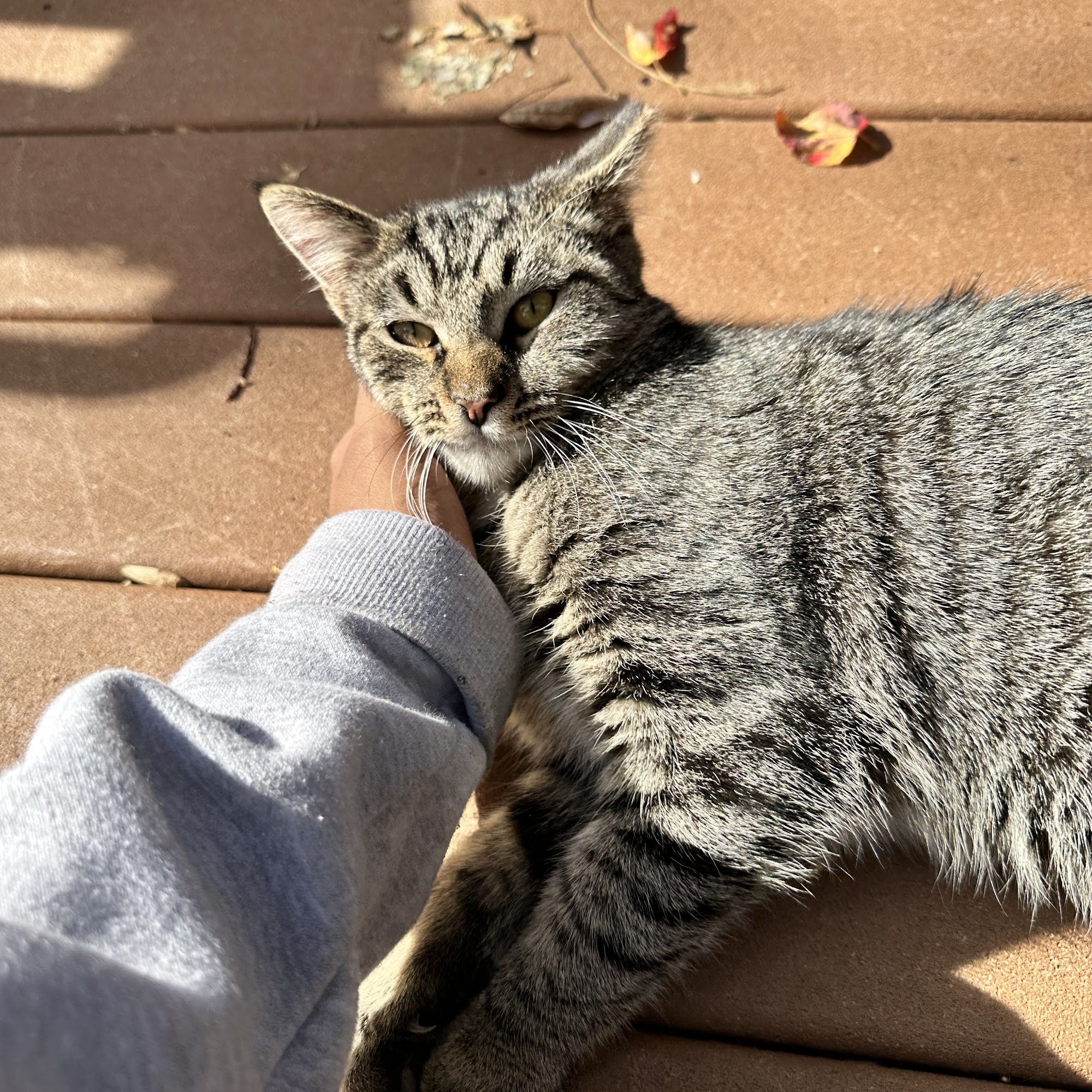 All Paws Veterinary Center Upper Marlboro