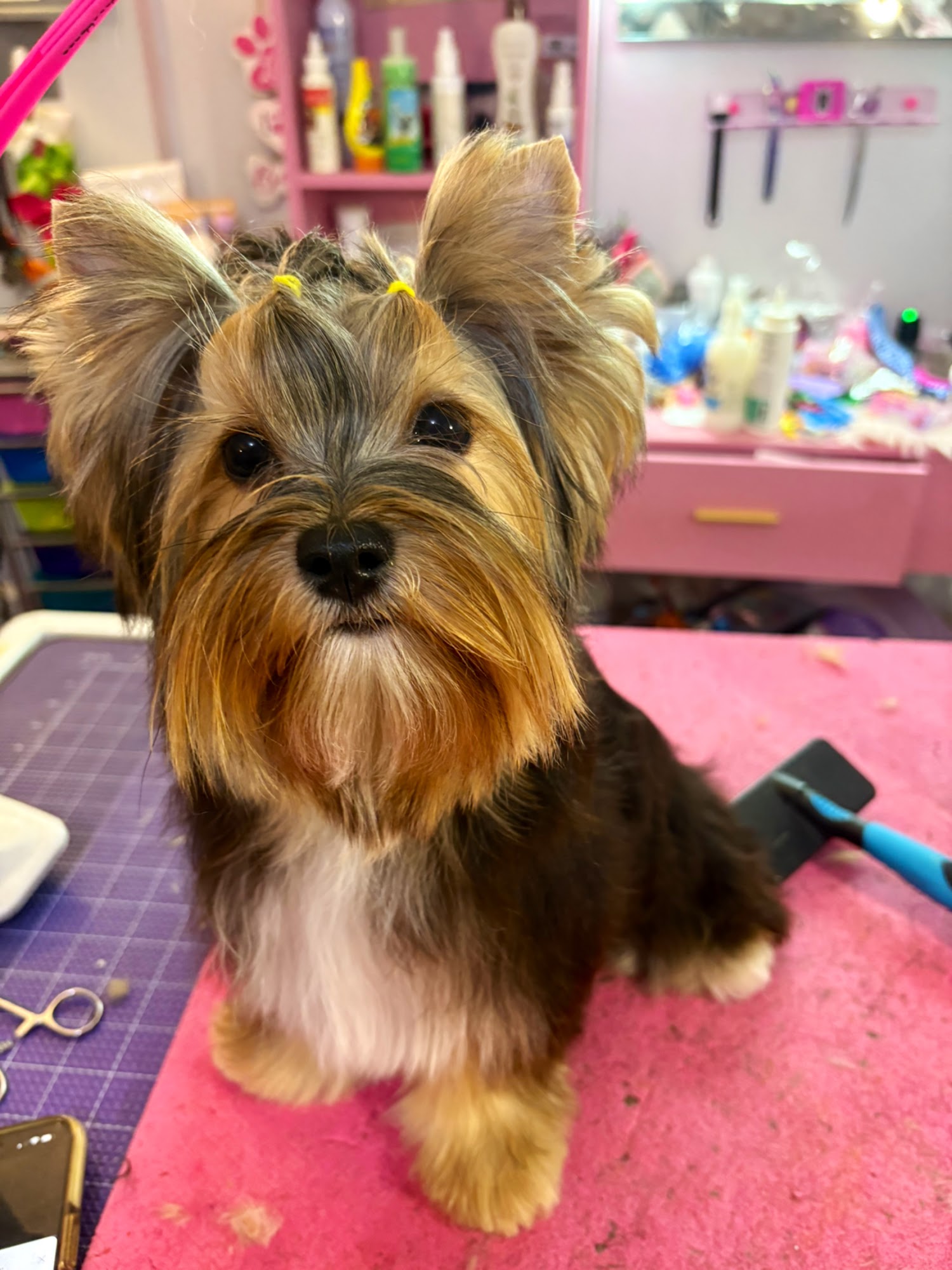 Bows Bones and Scissors Upper Marlboro