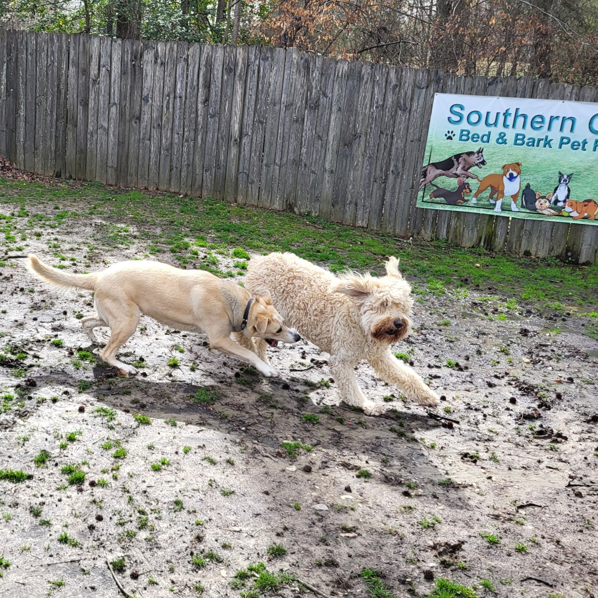 Southern Oasis Bed & Bark Pet Resort Waldorf