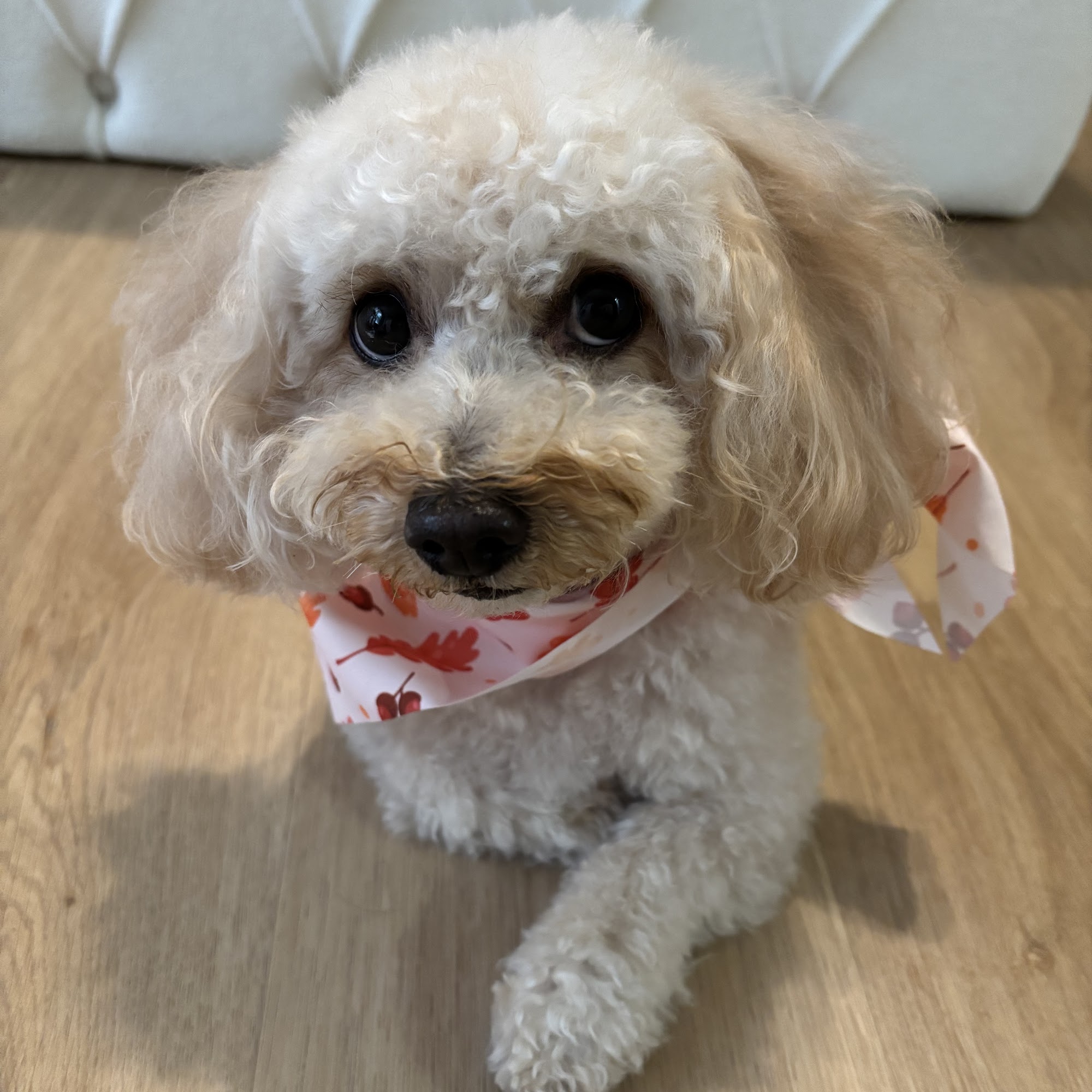 Dees Mutts Dog Grooming Waldorf