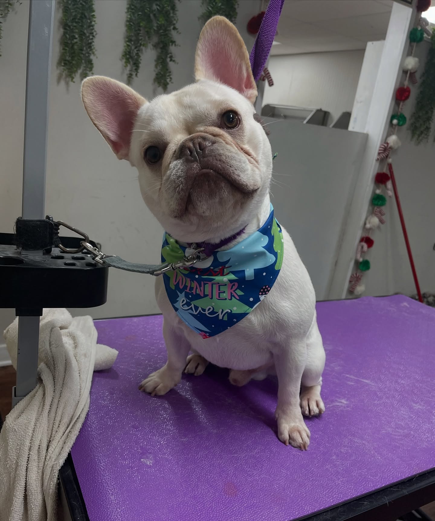 Dees Mutts Dog Grooming Waldorf