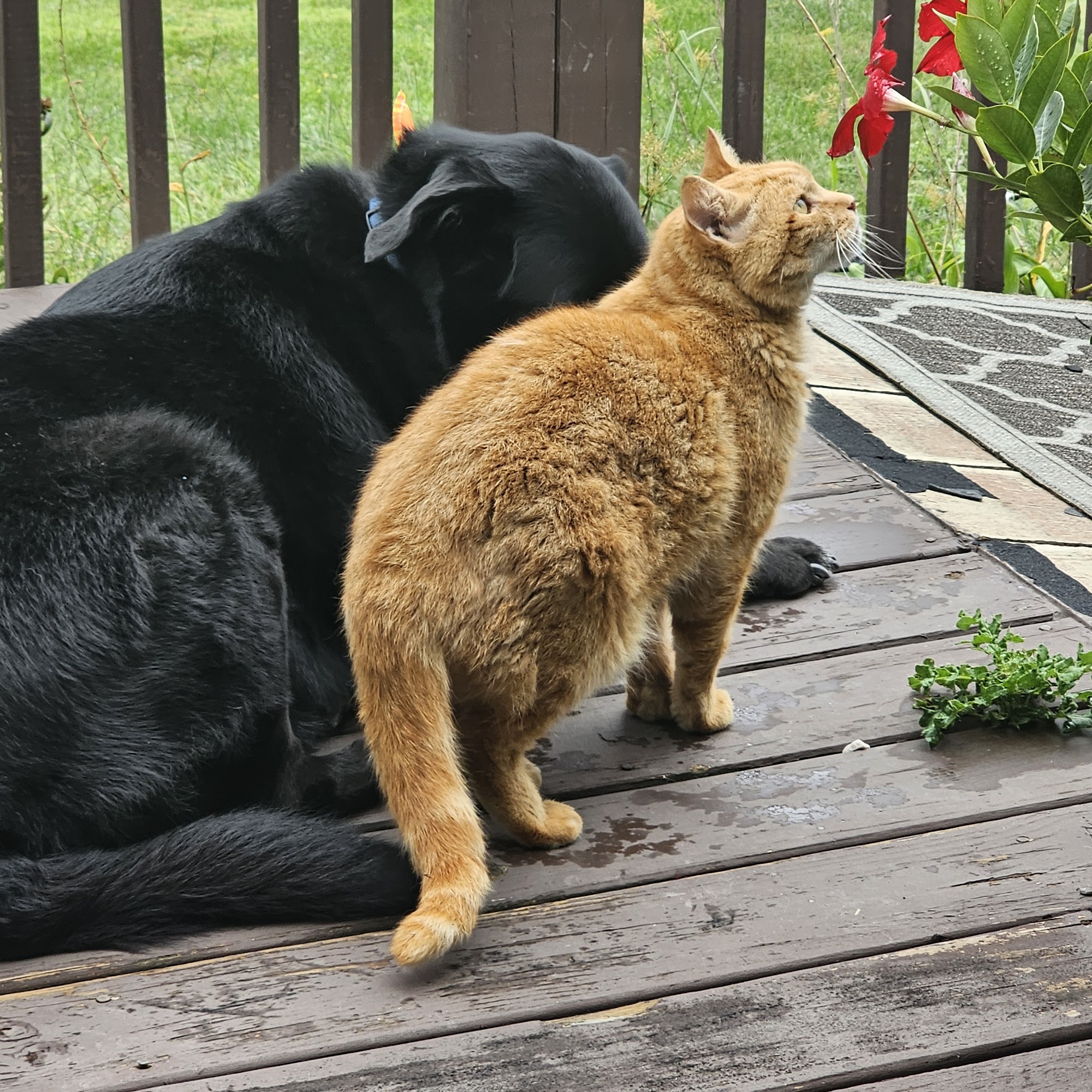 Animal Care Clinic Walkersville