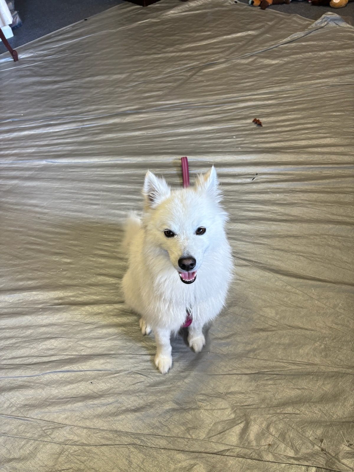 Pup Lovers Grooming, LLC