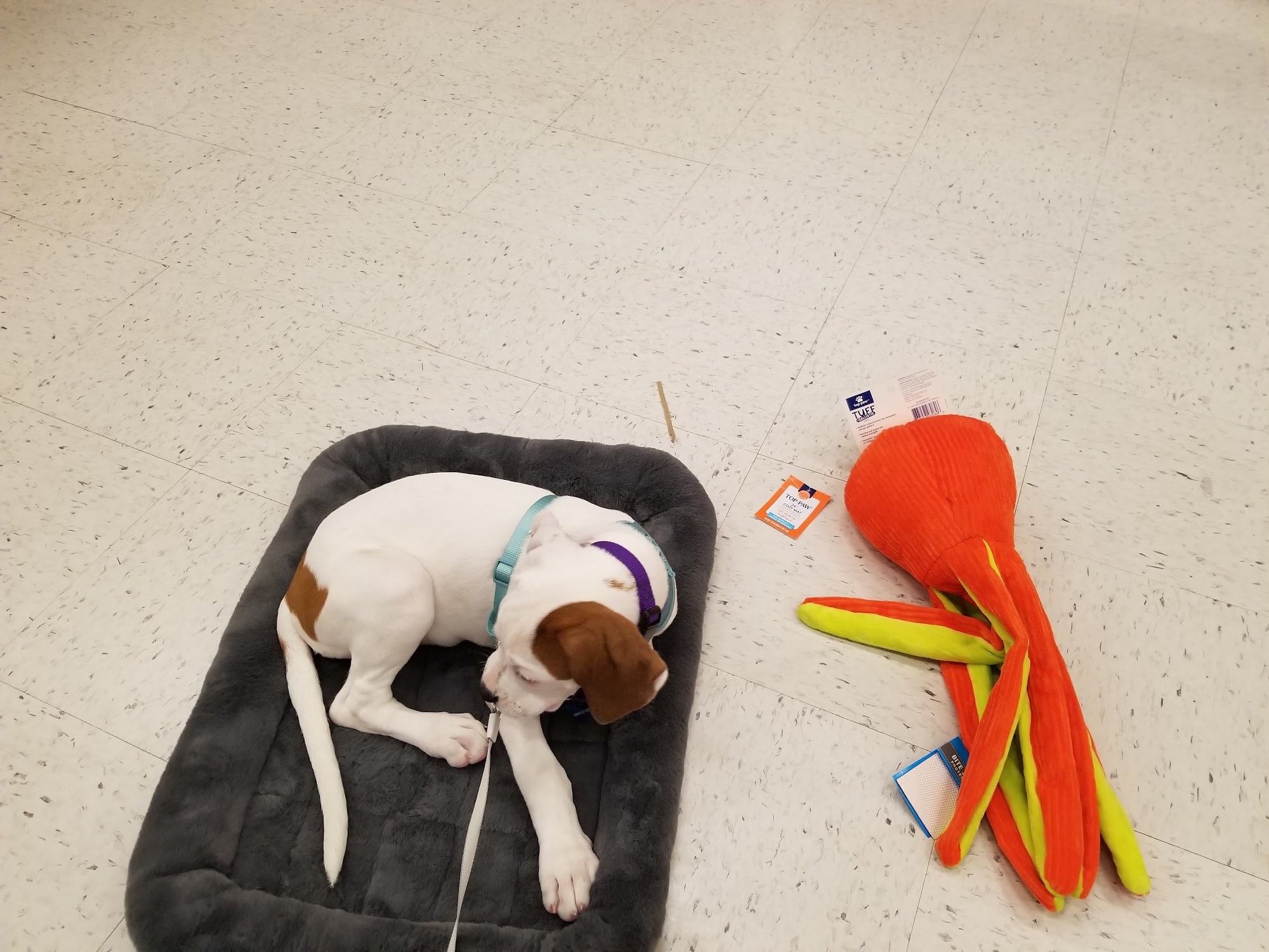 PetSmart Westminster